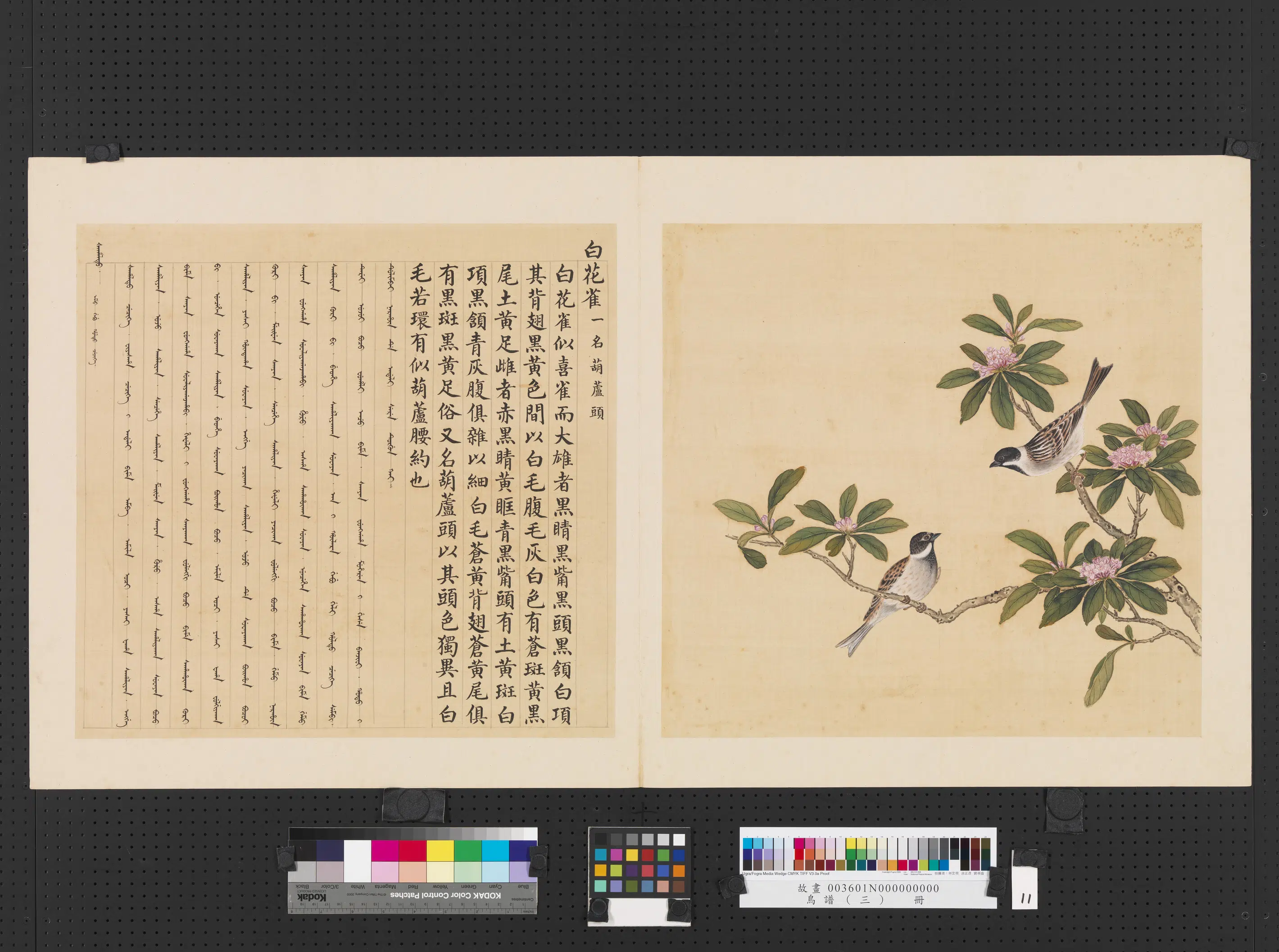《鸟谱（三）册》 第19张