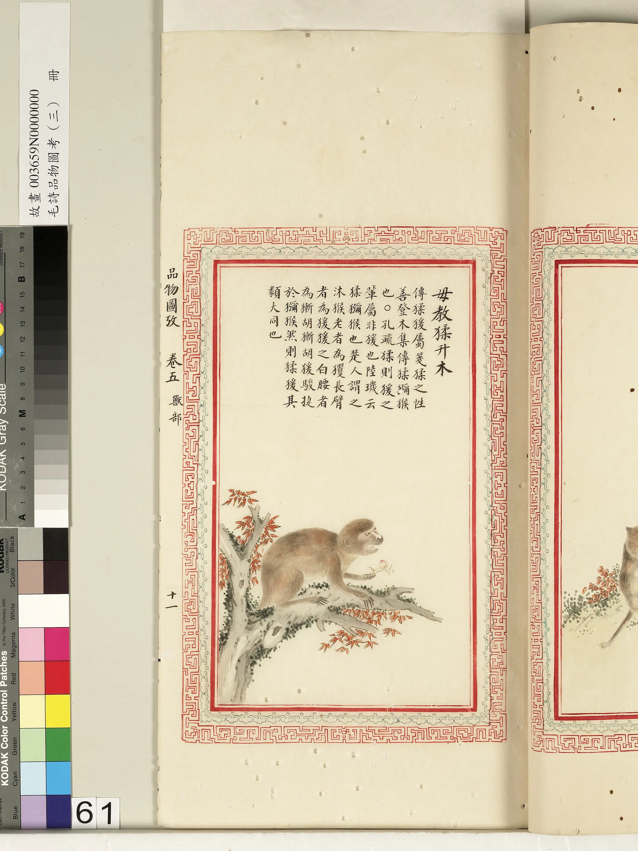 清朝【佚名】《毛诗品物图考（三）册-毋教猱升木-2》