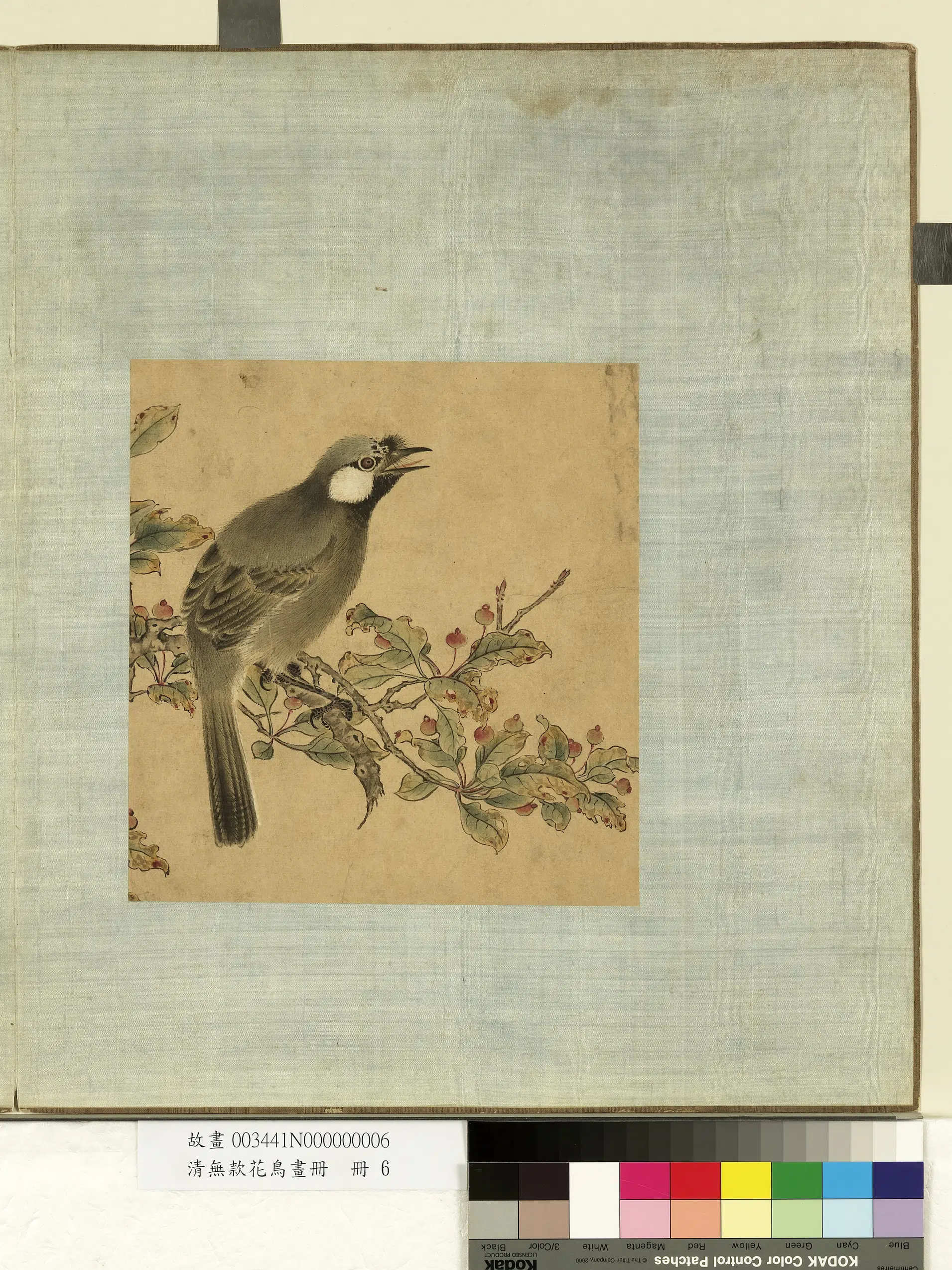《无款花鸟画册-笑鸫》