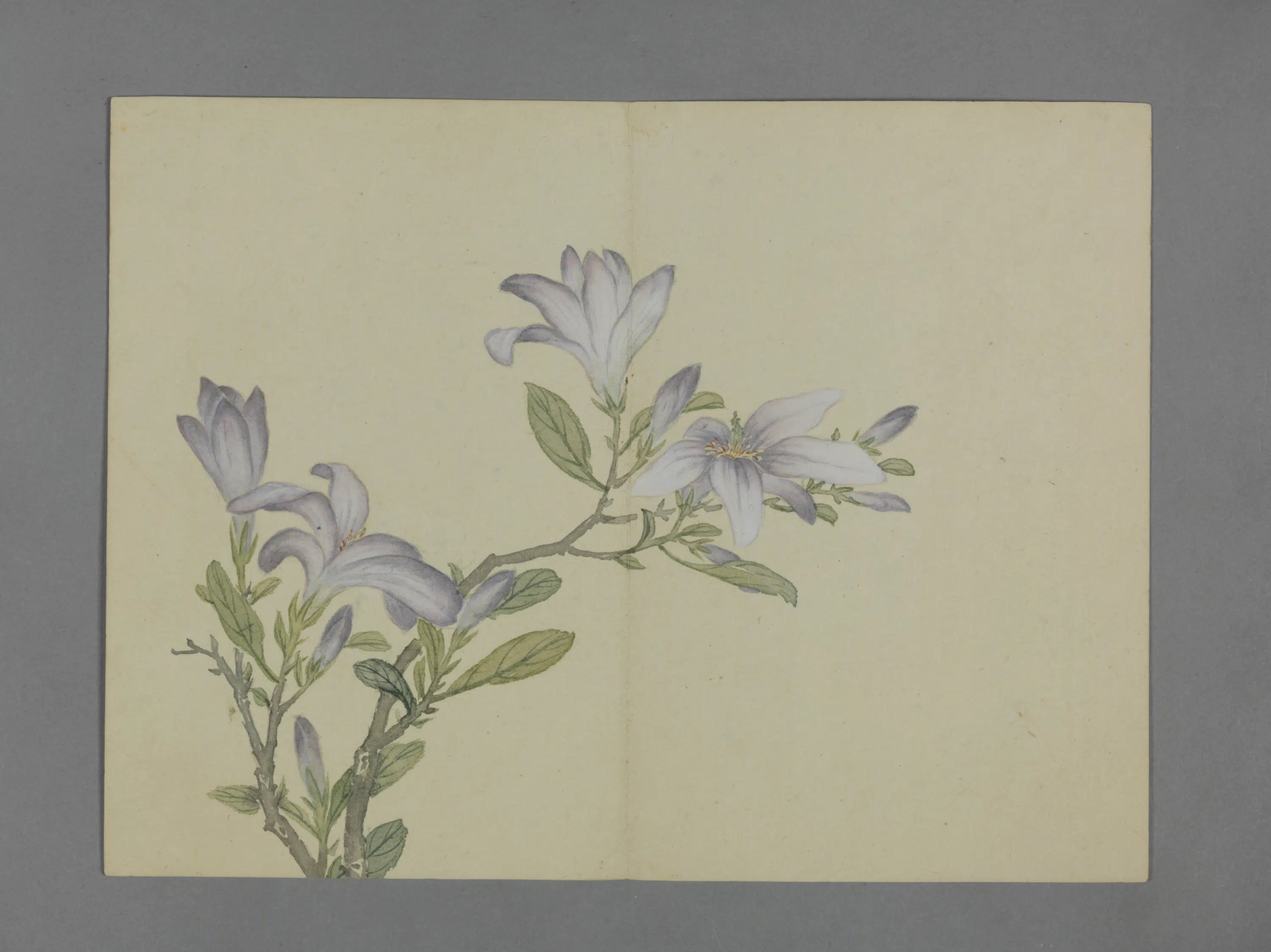 清代【蒋溥】《花卉图册（6开）》 第3张