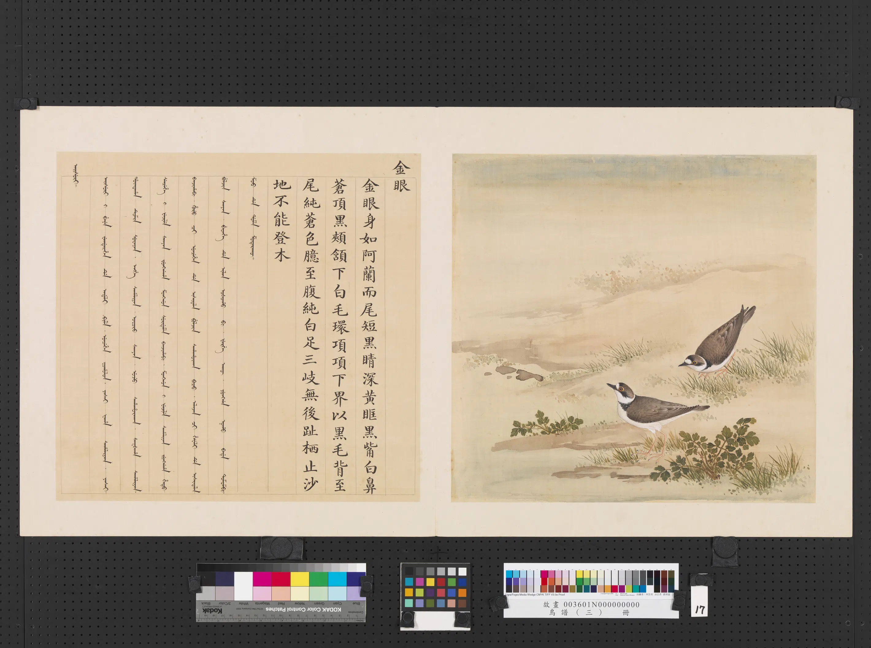 《鸟谱（三）册》 第25张