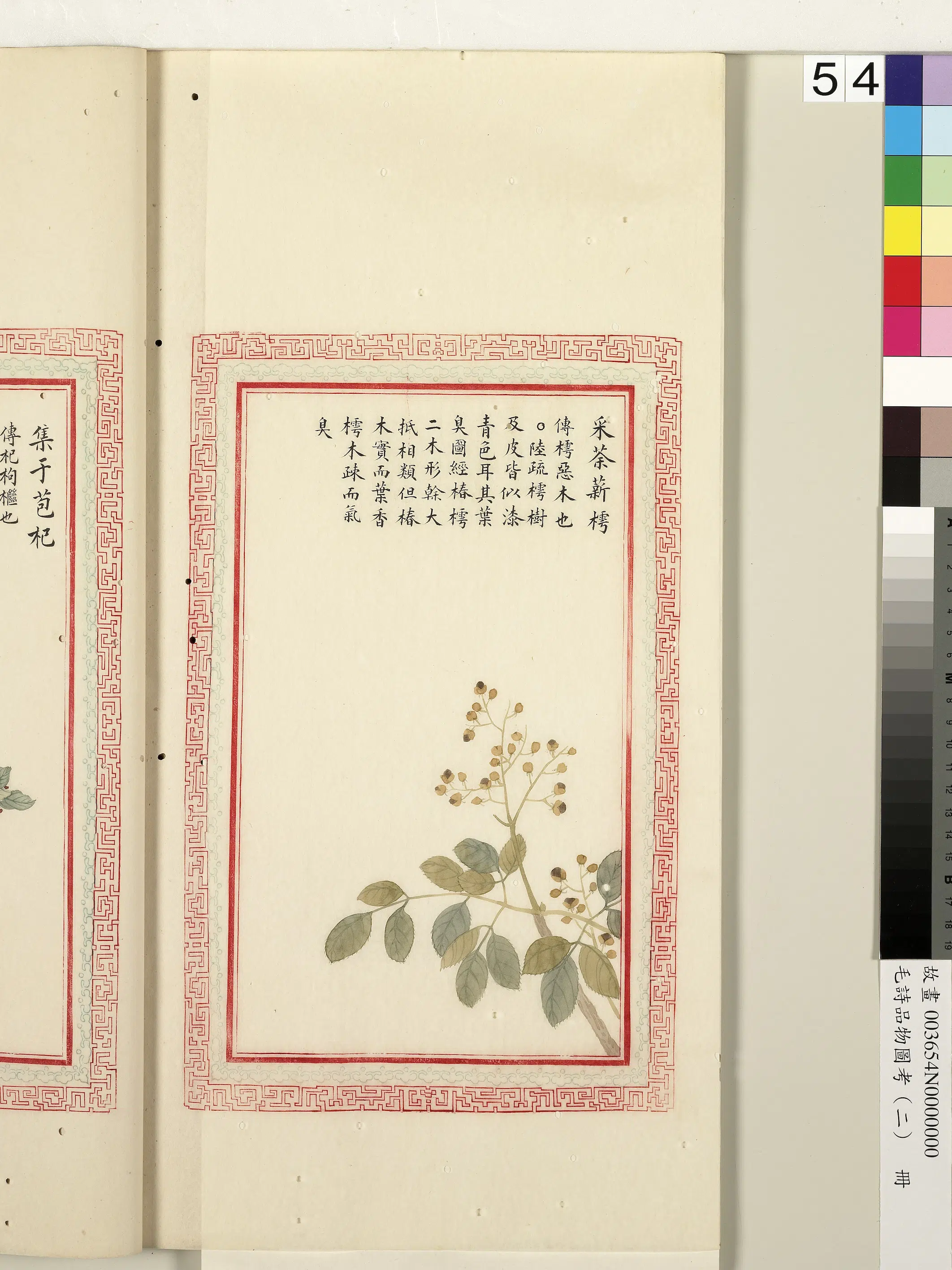 清朝【佚名】《毛诗品物图考（二）册-采荼薪樗-1》