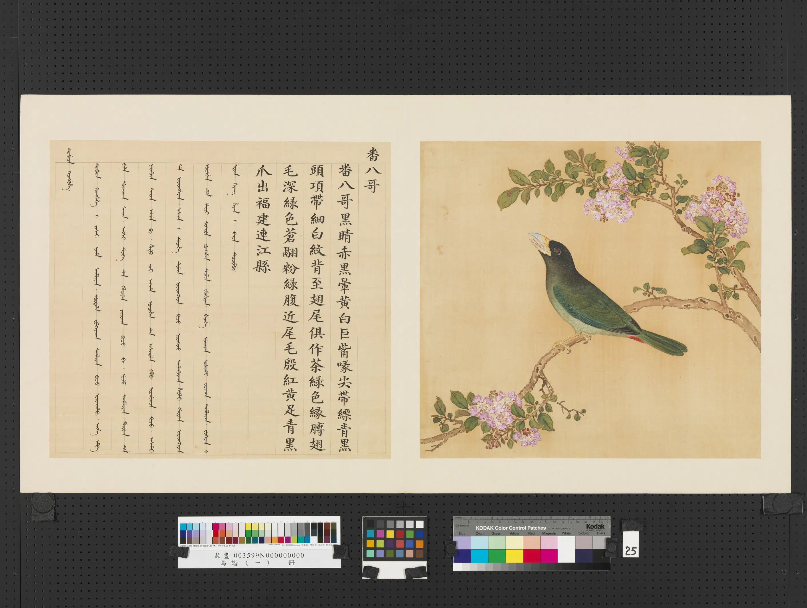《鸟谱(一)册》 第17张 《鸟谱(一)册》 第17张