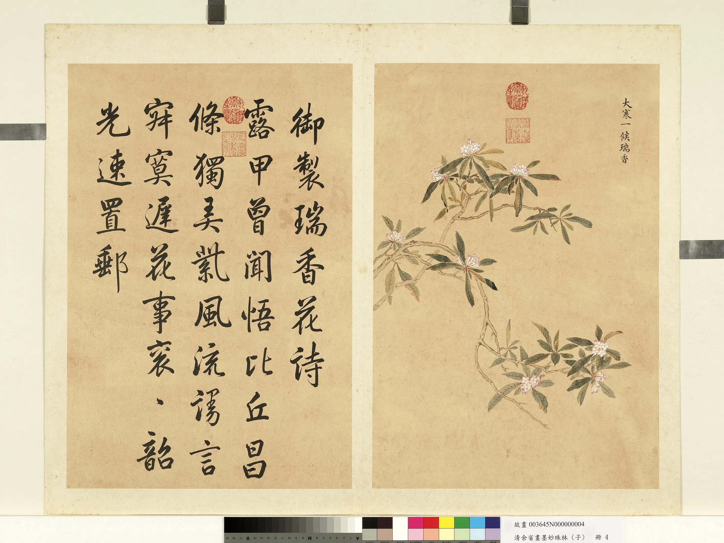 清代【余省】《画墨妙珠林（子）册-大寒一候瑞香》