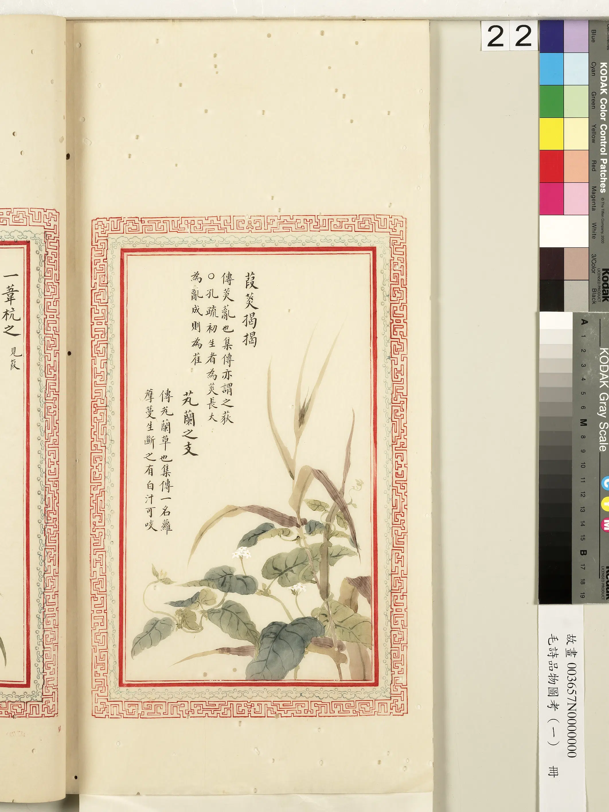清朝《毛诗品物图考(一)册-2》 第42张 清朝《毛诗品物图考(一)册-2》 第42张