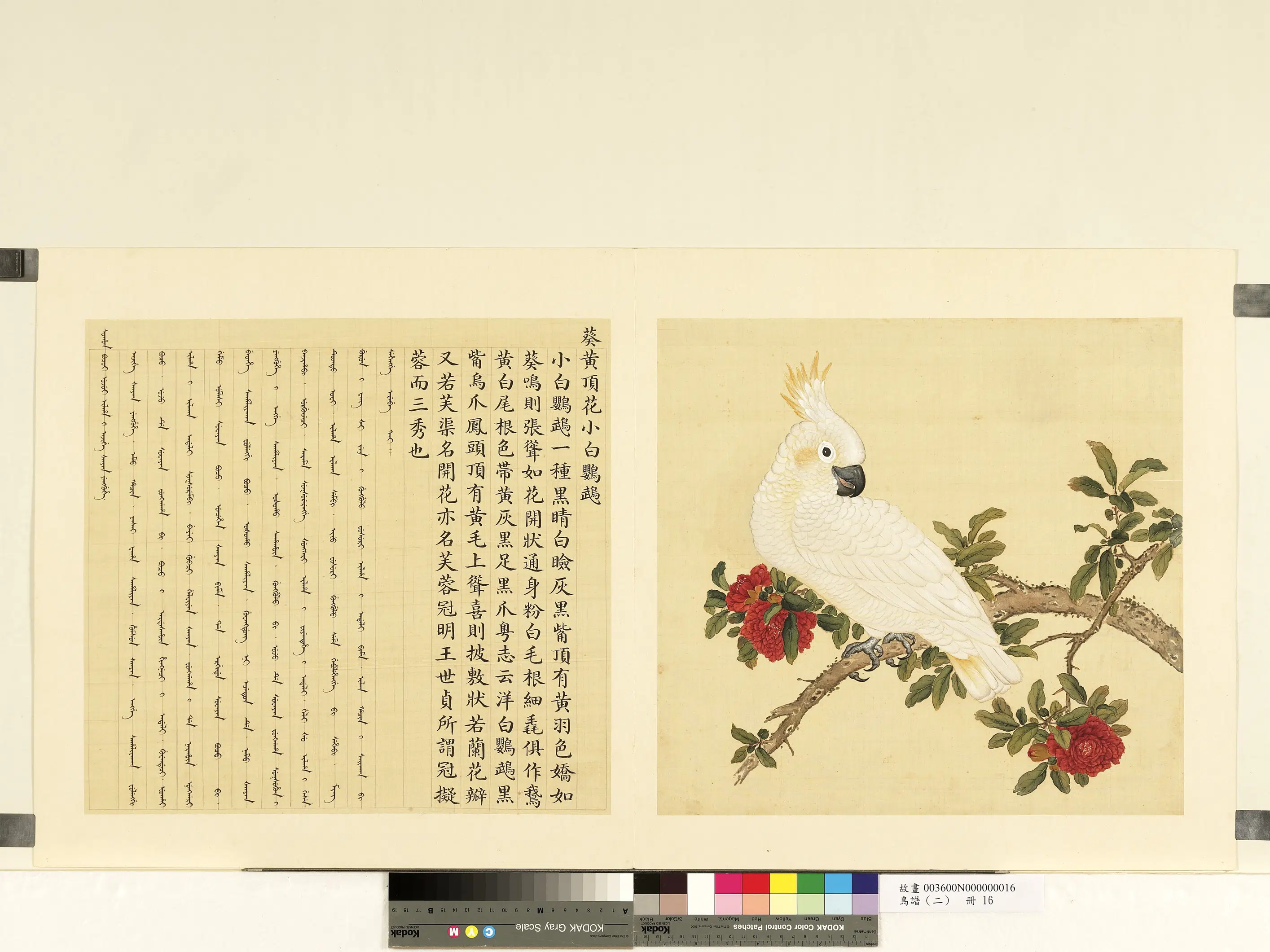 《鸟谱（二）册》 第22张