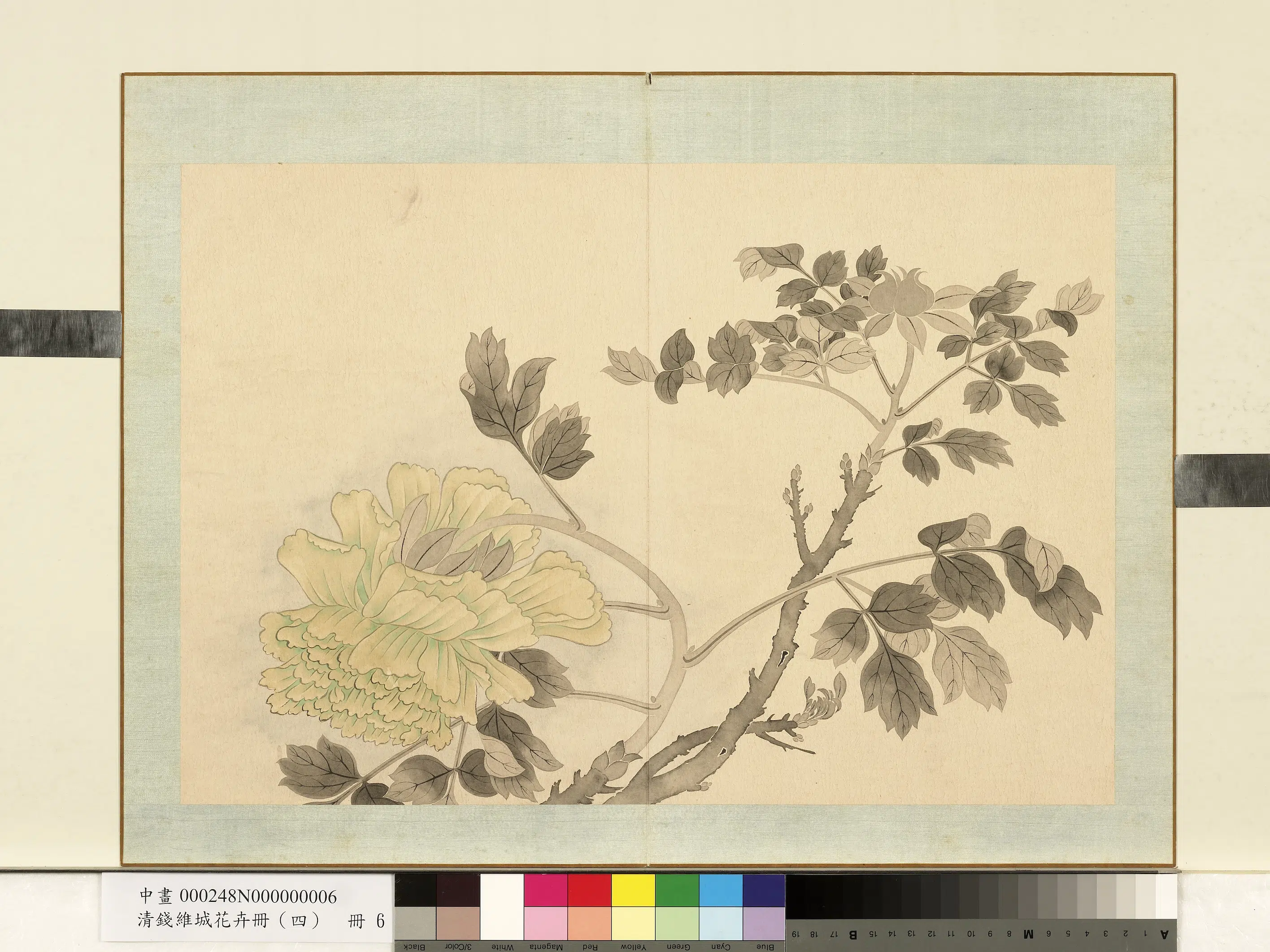 清代【钱维城】《花卉册（四）册-画牡丹之六》