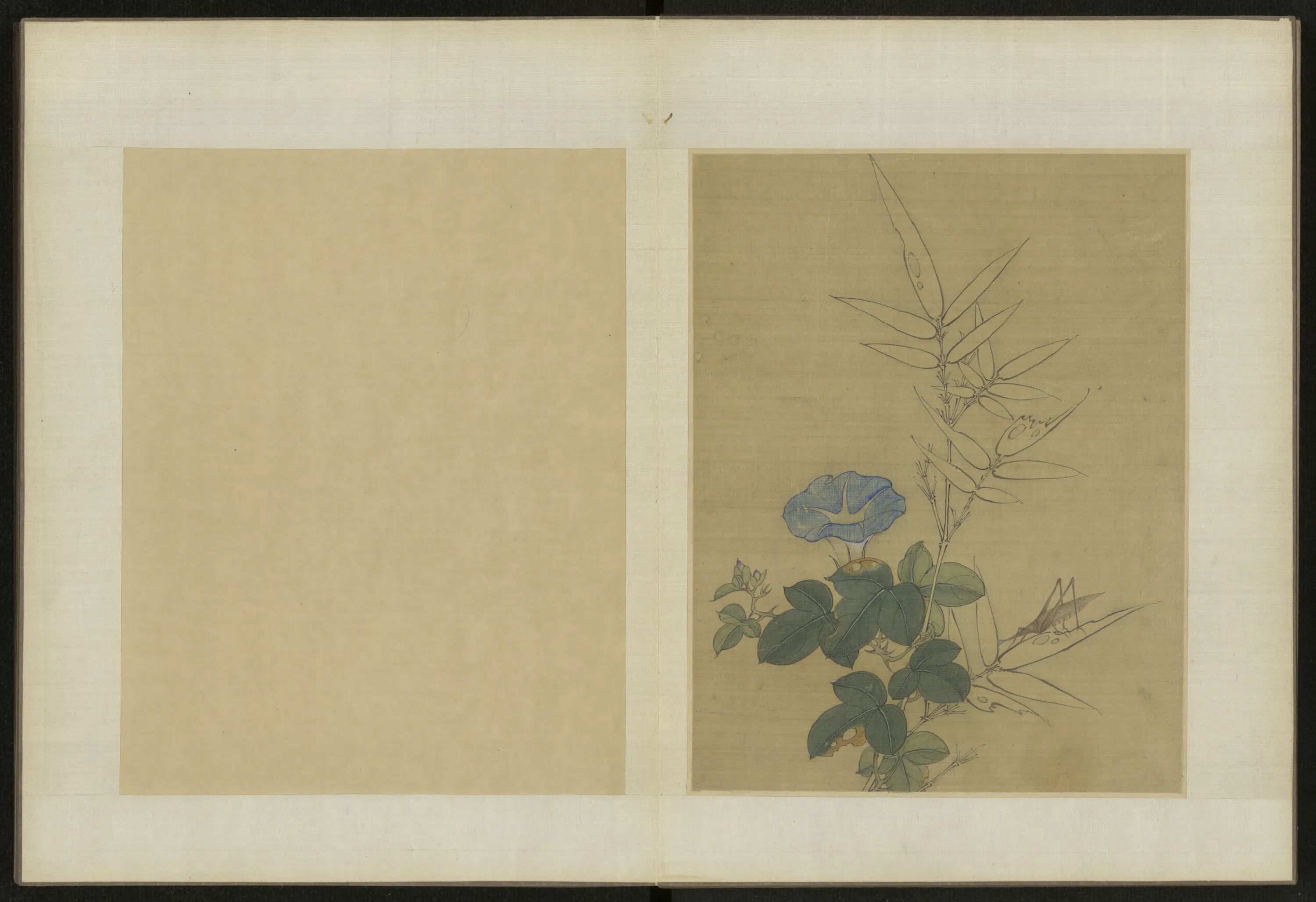 清代【伊天麟】《花卉册》 第11张