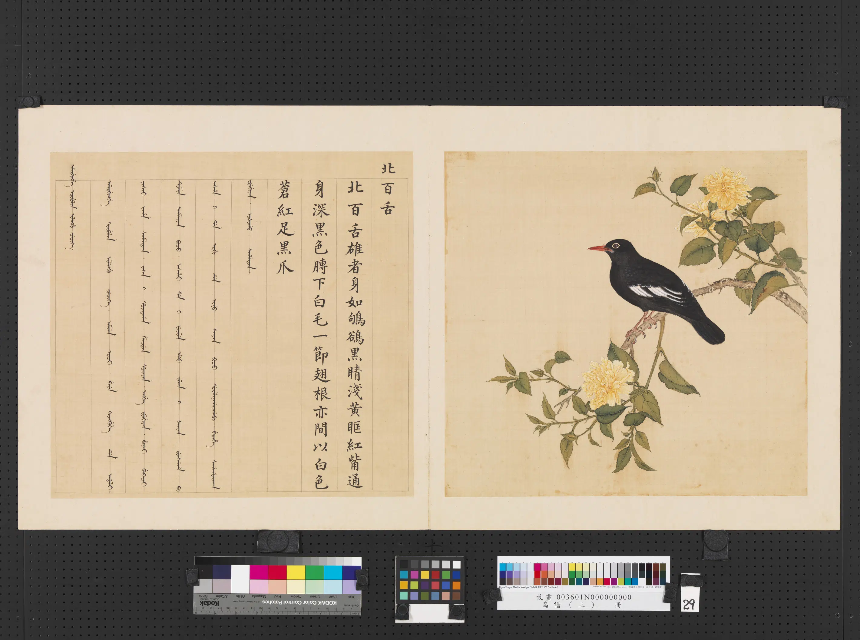 《鸟谱（三）册》 第3张