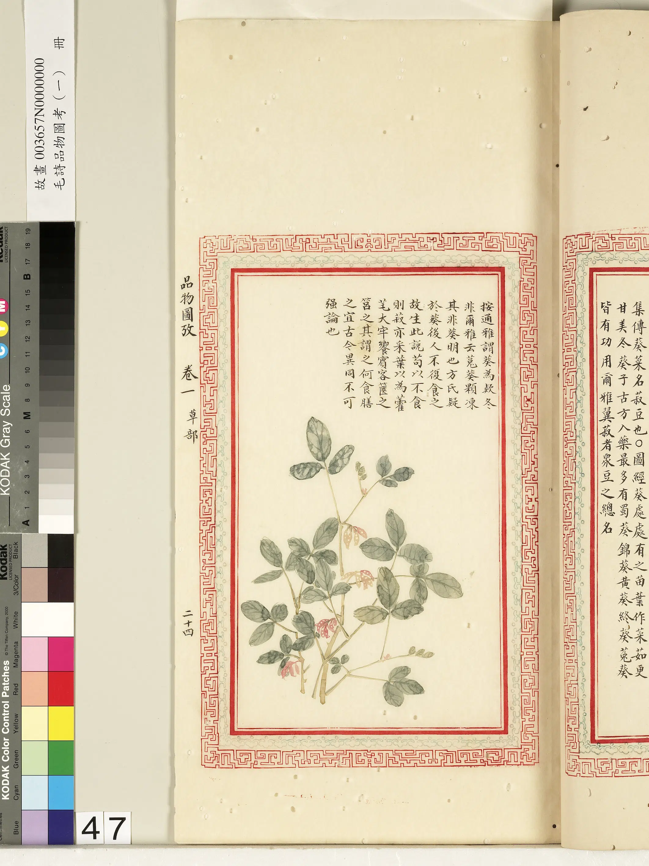 清朝【佚名】《毛诗品物图考（一）册-谓葵为欵冬》