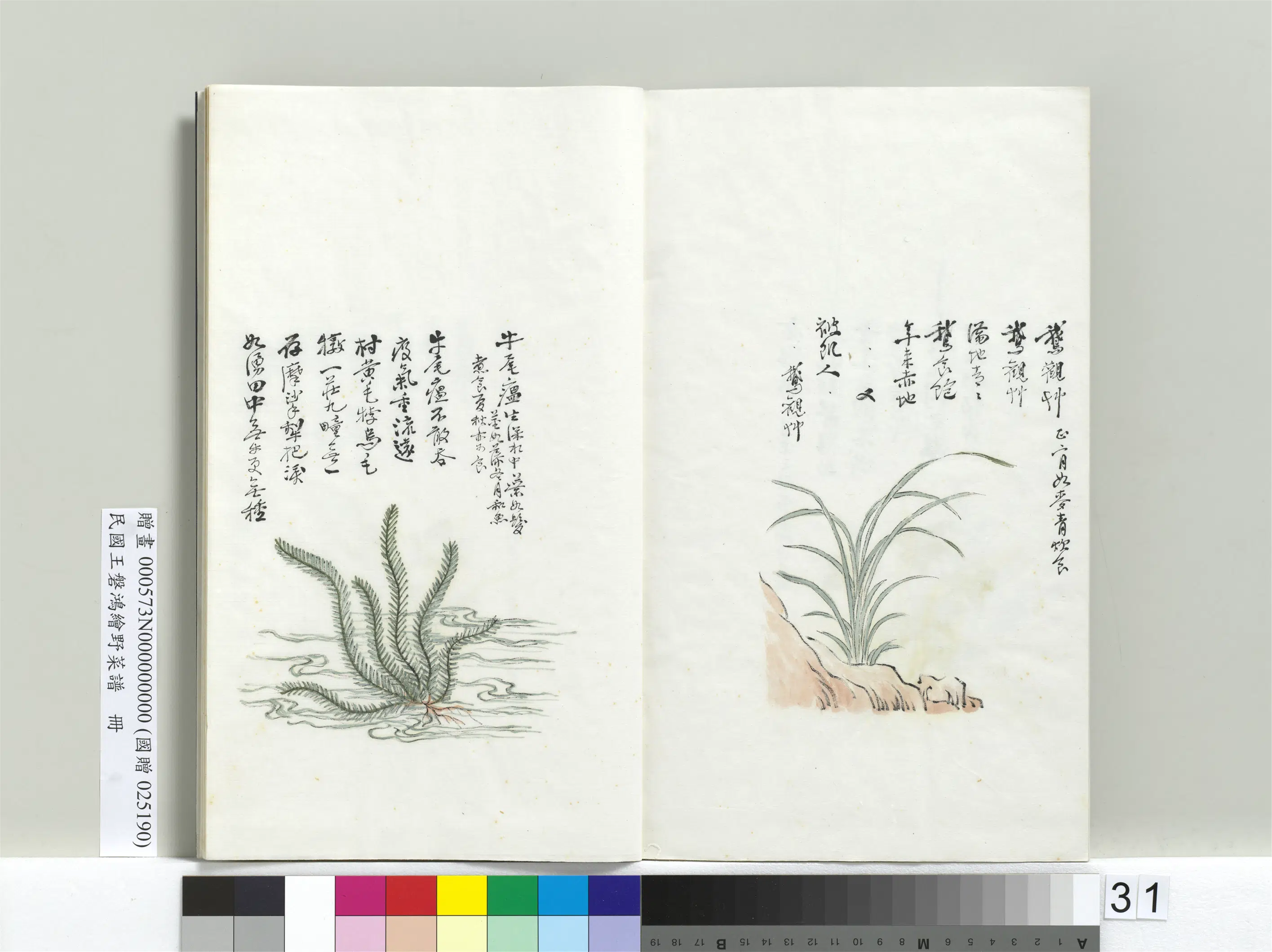 《绘王盘野菜谱册》 第25张 《绘王盘野菜谱册》 第25张