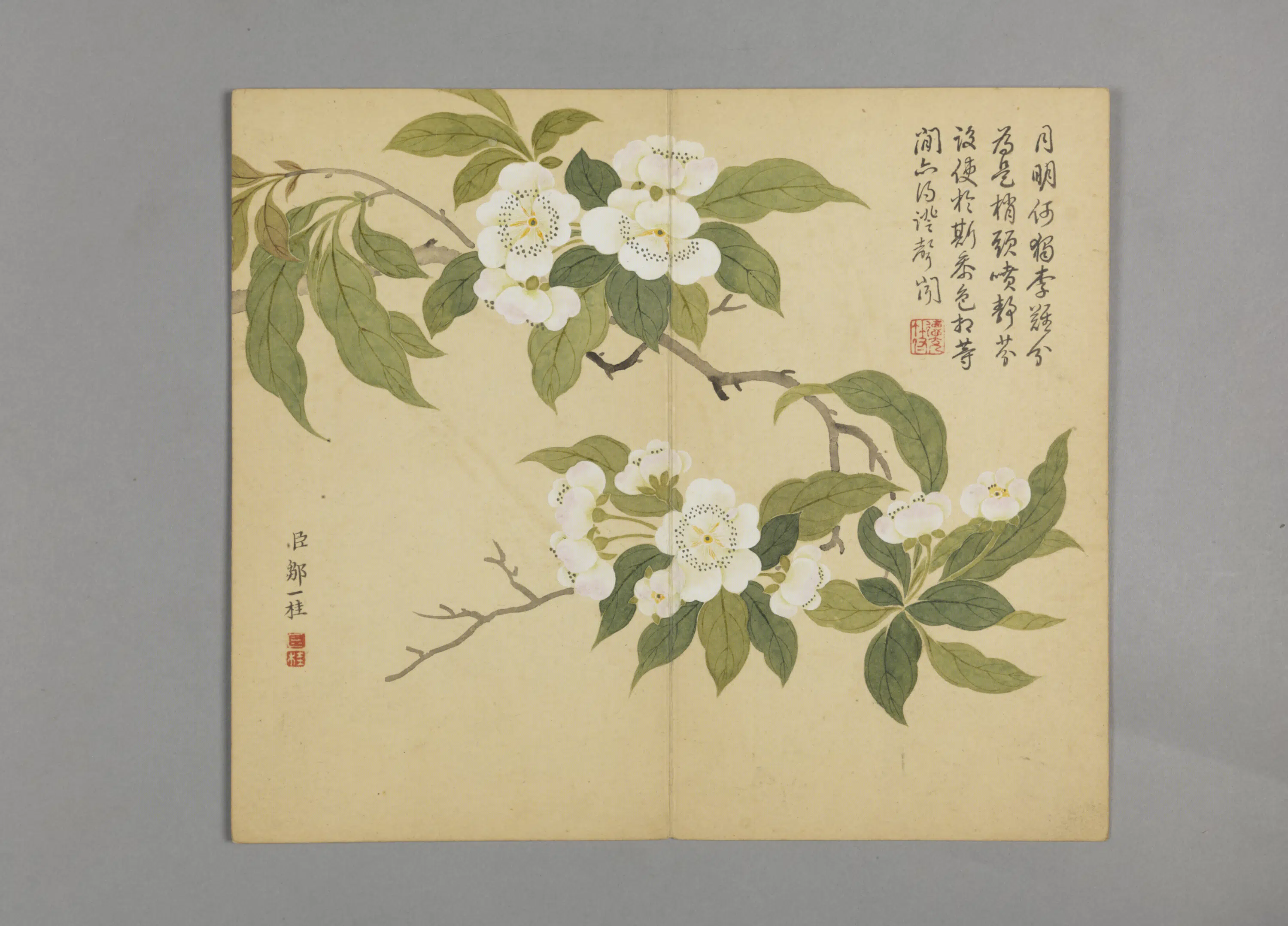清代【邹一桂】《花鸟草虫图册（12开）》 第8张