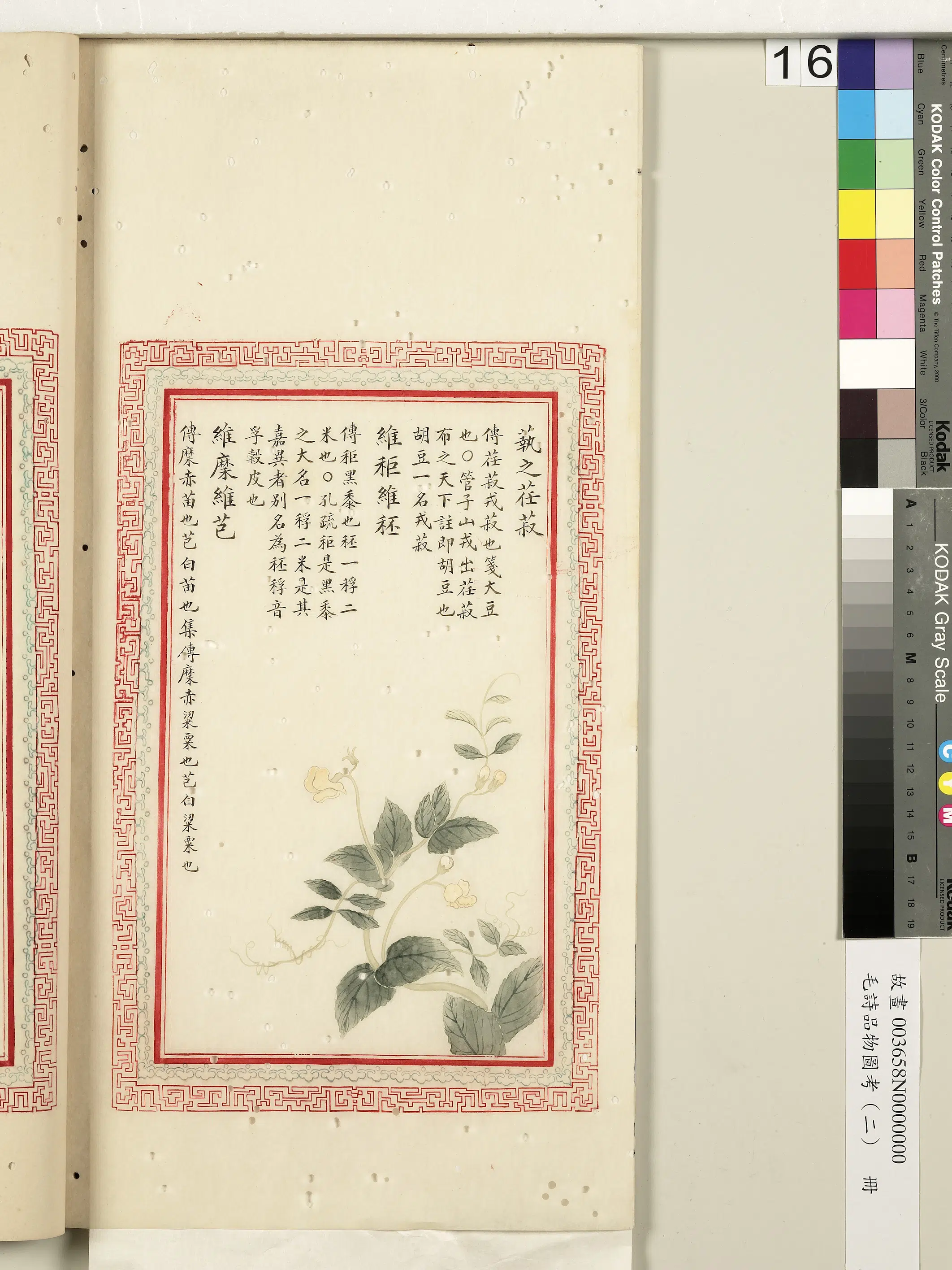 清朝【佚名】《毛诗品物图考（二）册-蓺之荏菽维秬维秠维穈维芑-2》