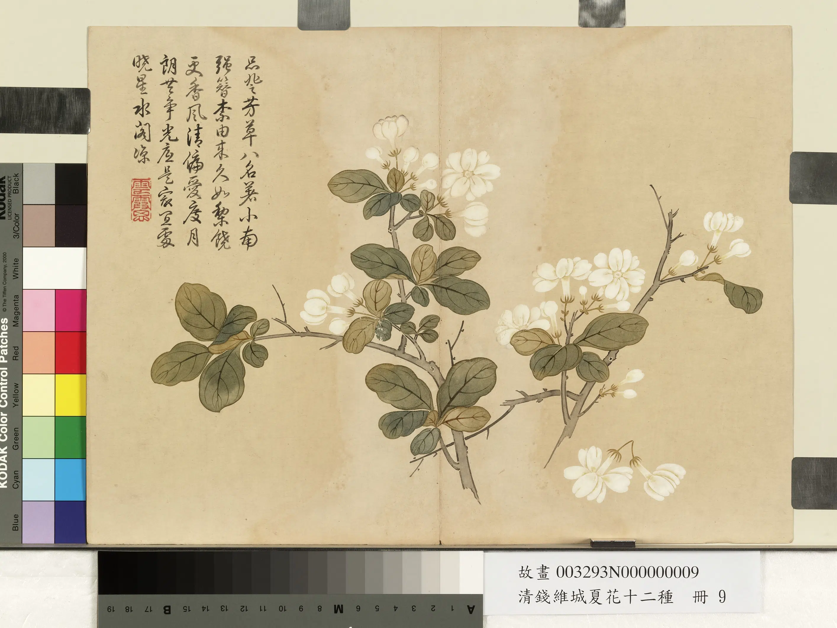 清代【钱维城】《夏华十二种册-茉莉花》