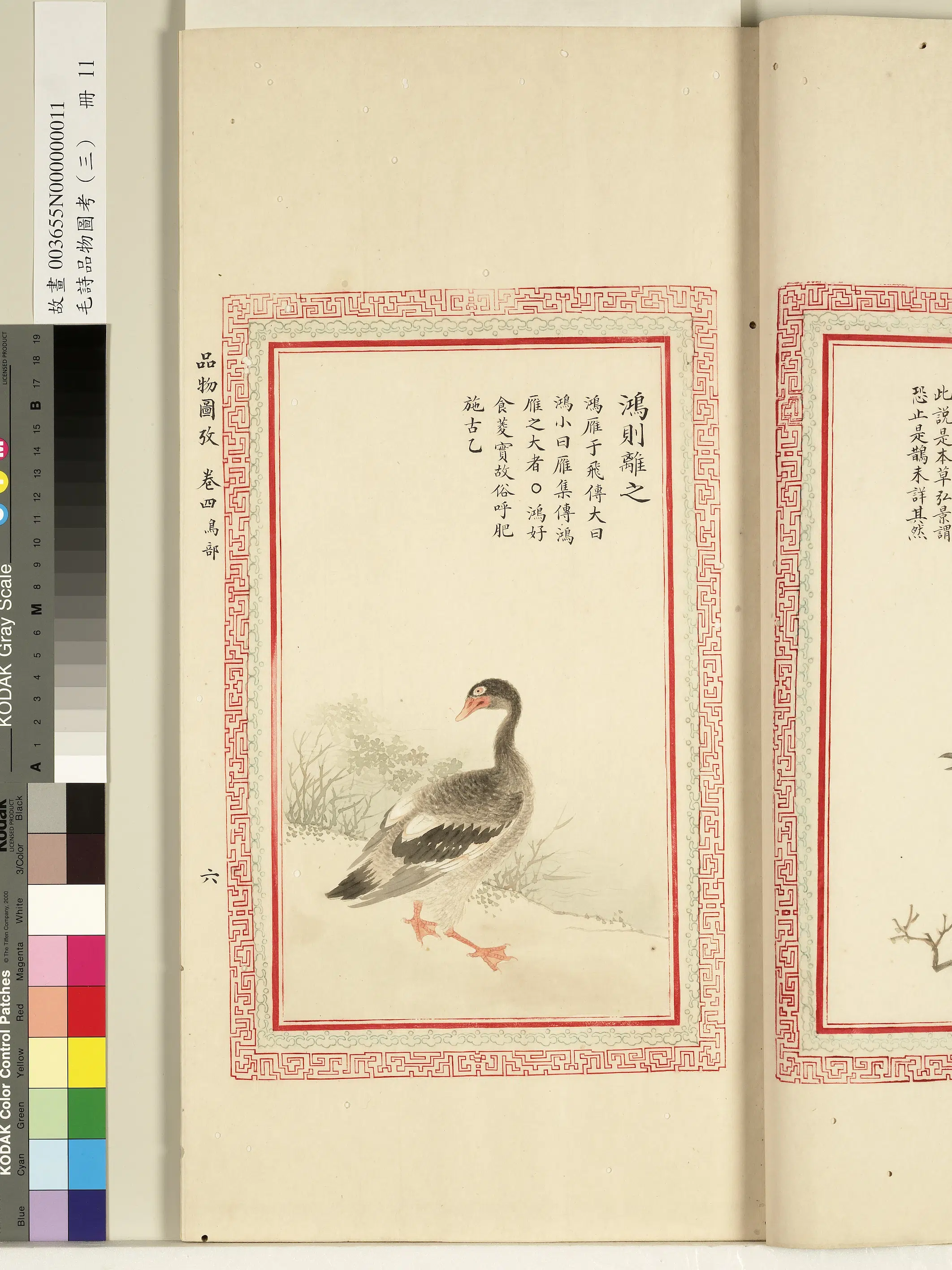 清朝【佚名】《毛诗品物图考（三）册-鸿则离之-1》