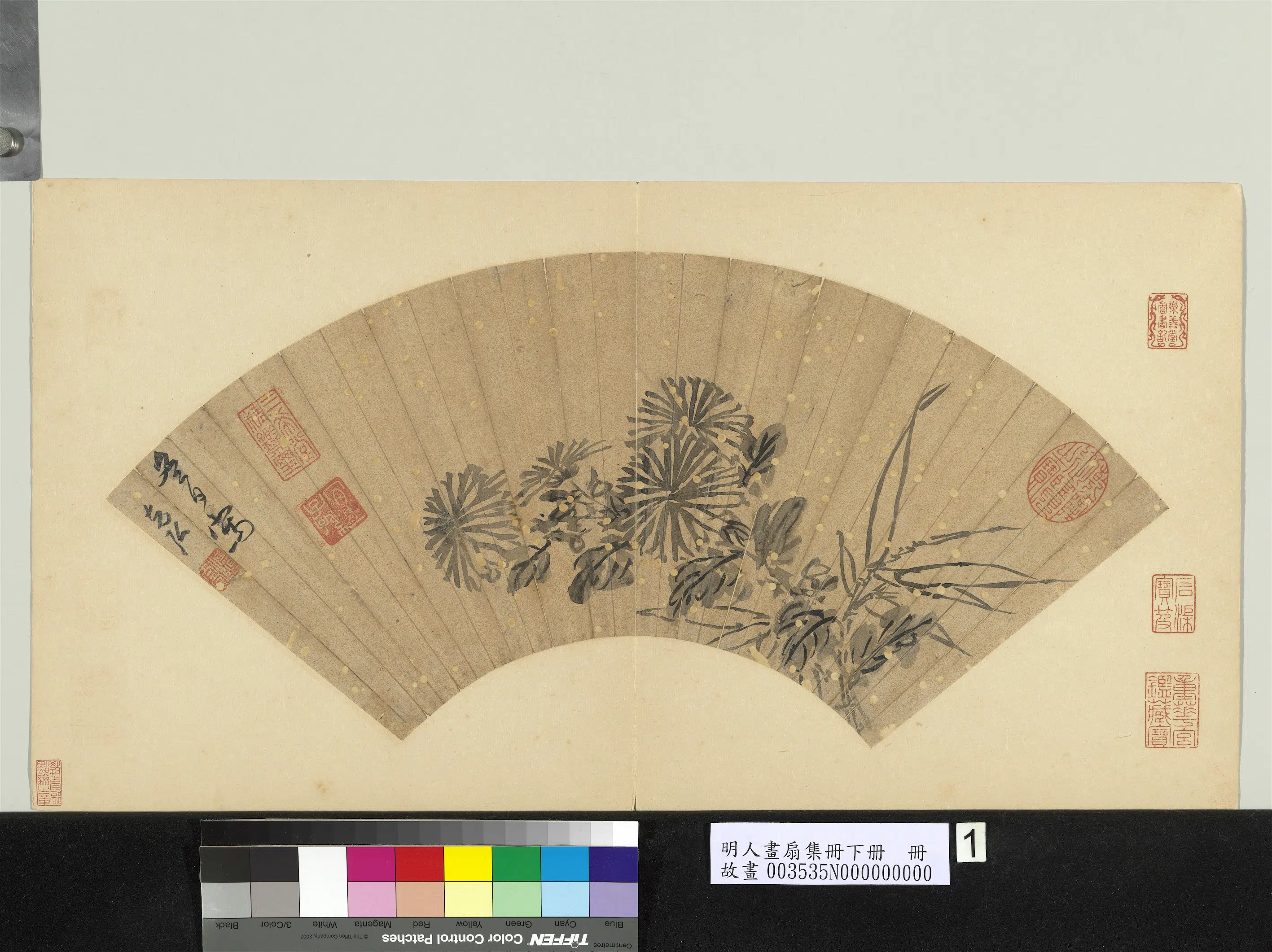 明朝【孙克弘】《墨菊图-明人画扇集册贰册(下)册》