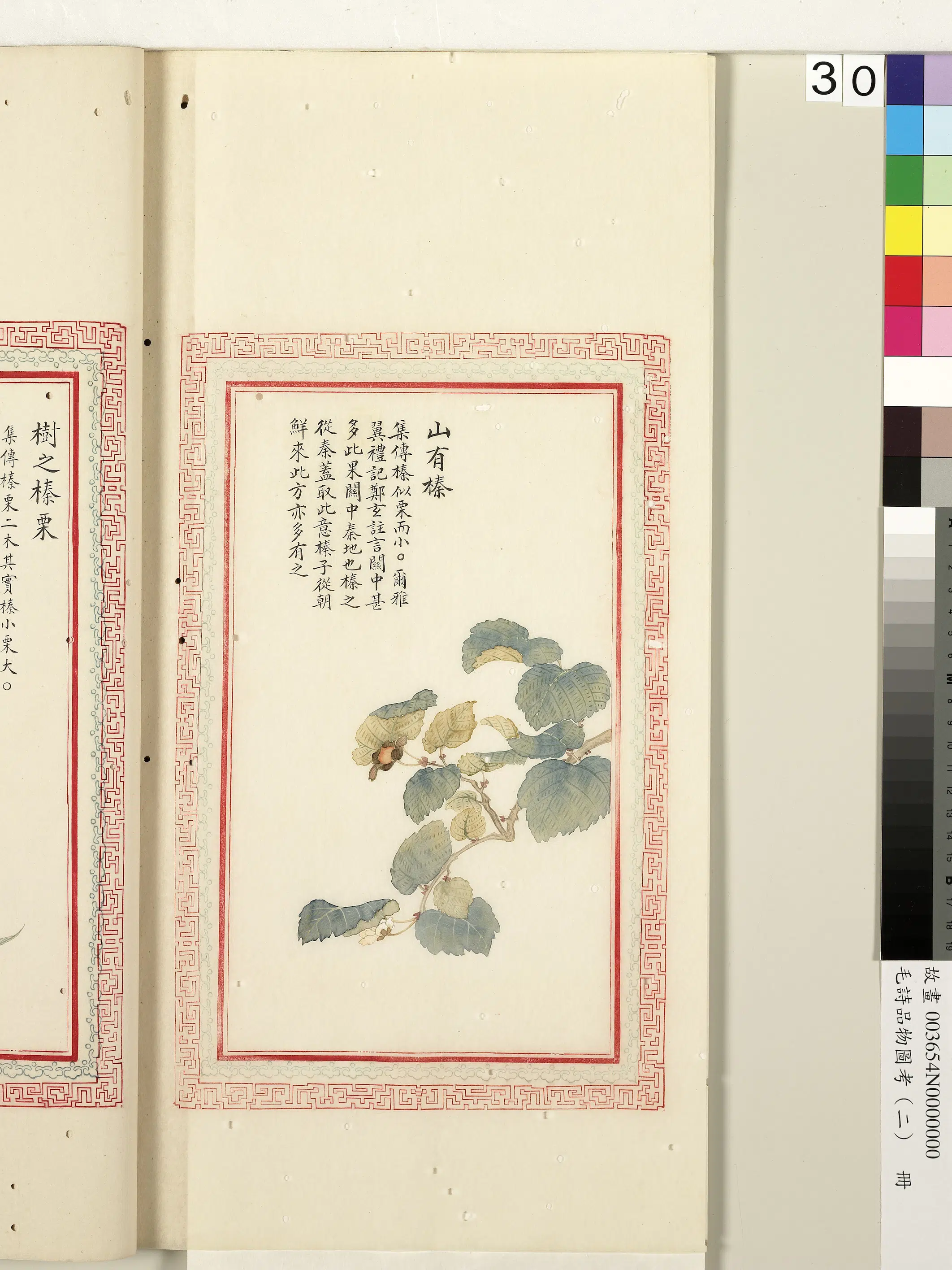 清朝【佚名】《毛诗品物图考（二）册-山有榛-1》