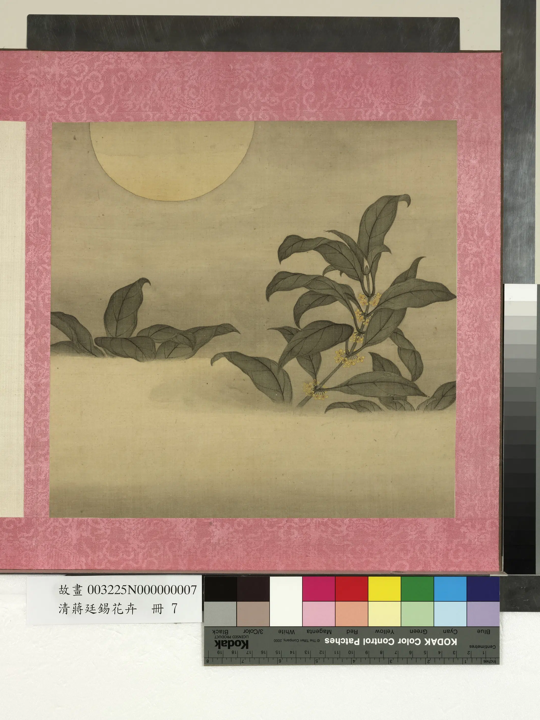 清代【蒋廷锡】《花卉册-月桂图》