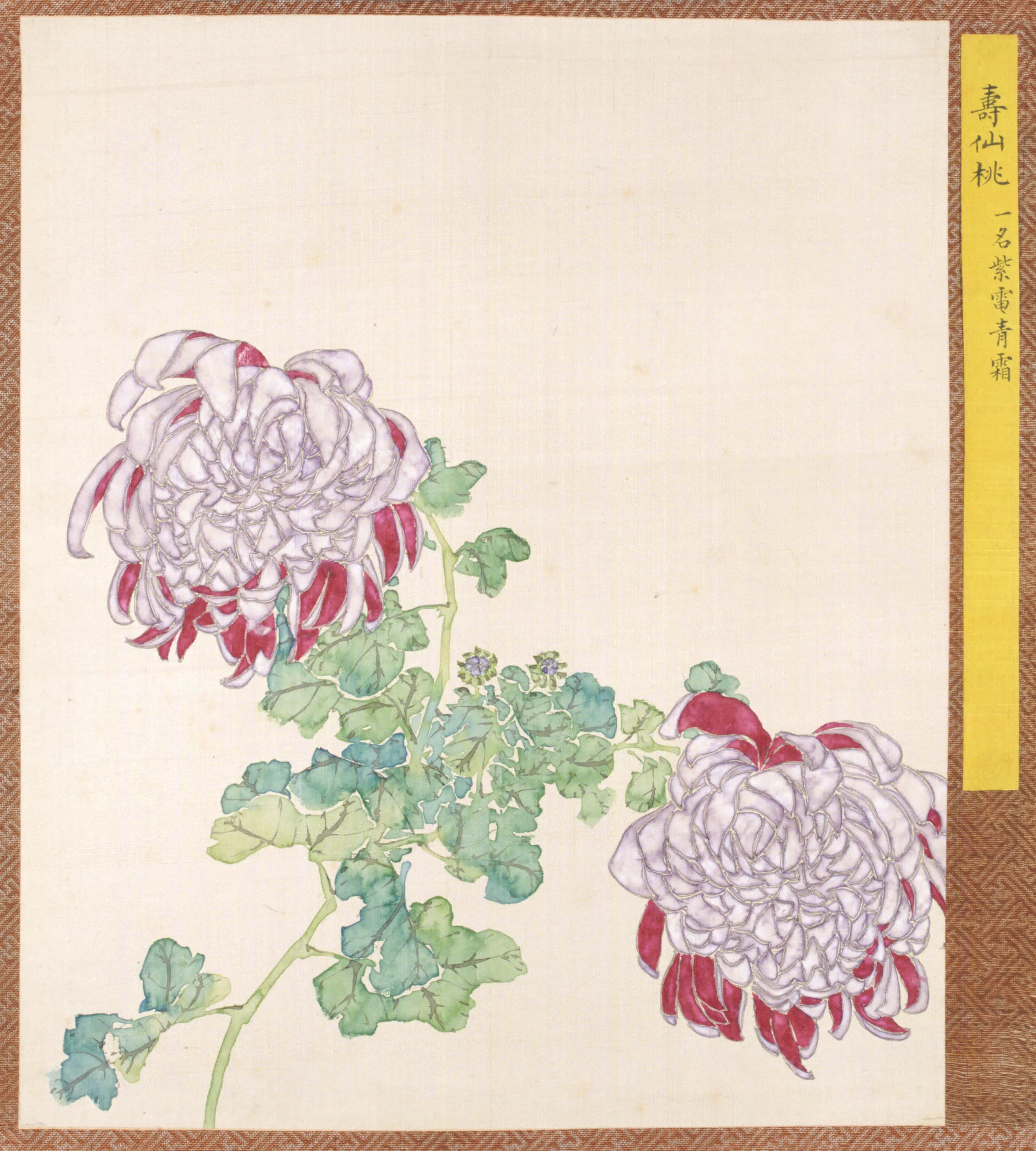 清代【清人】《菊谱册-9》 第1张