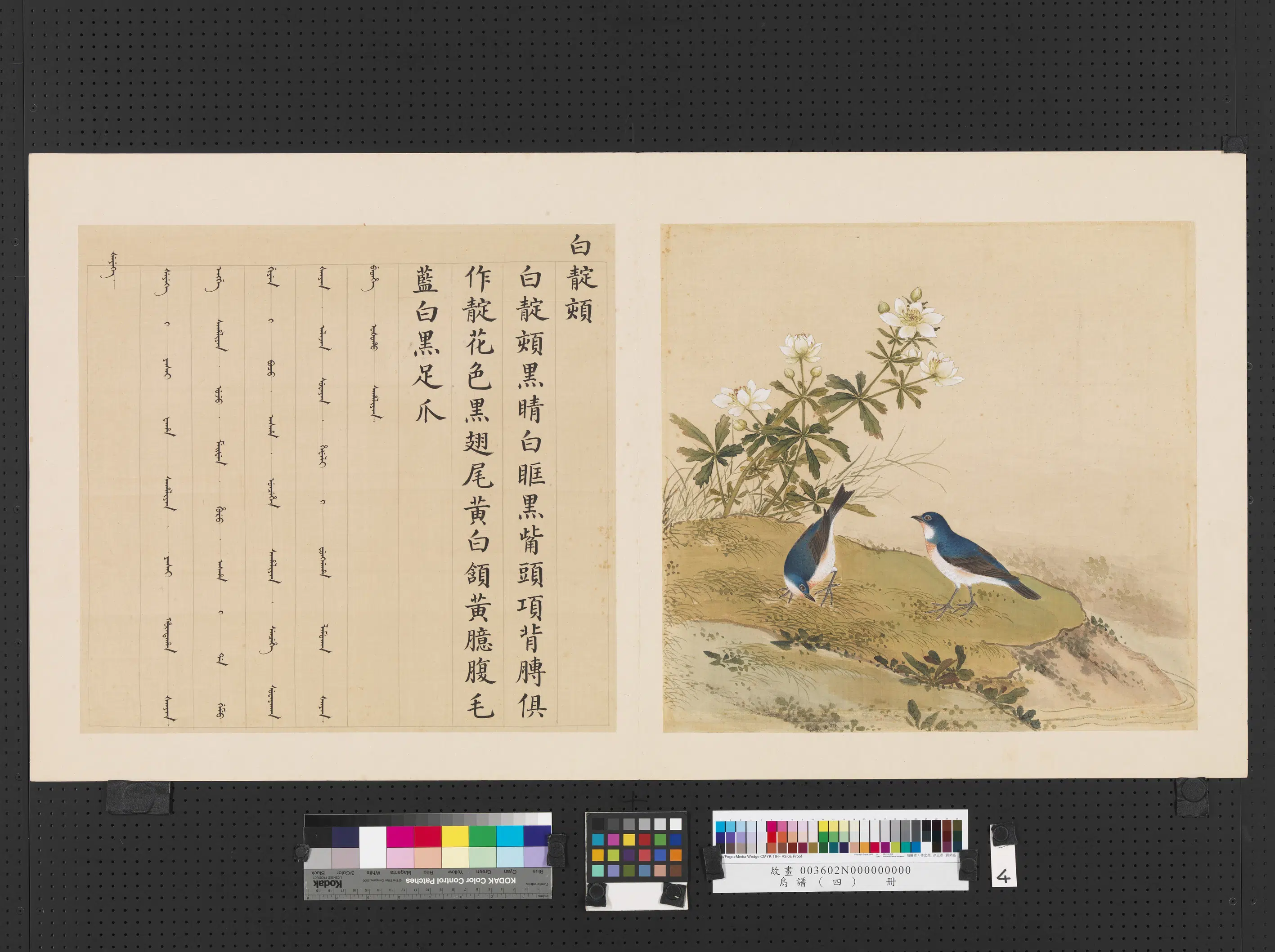 清代【佚名】《鸟谱（四）册-白靛颏》