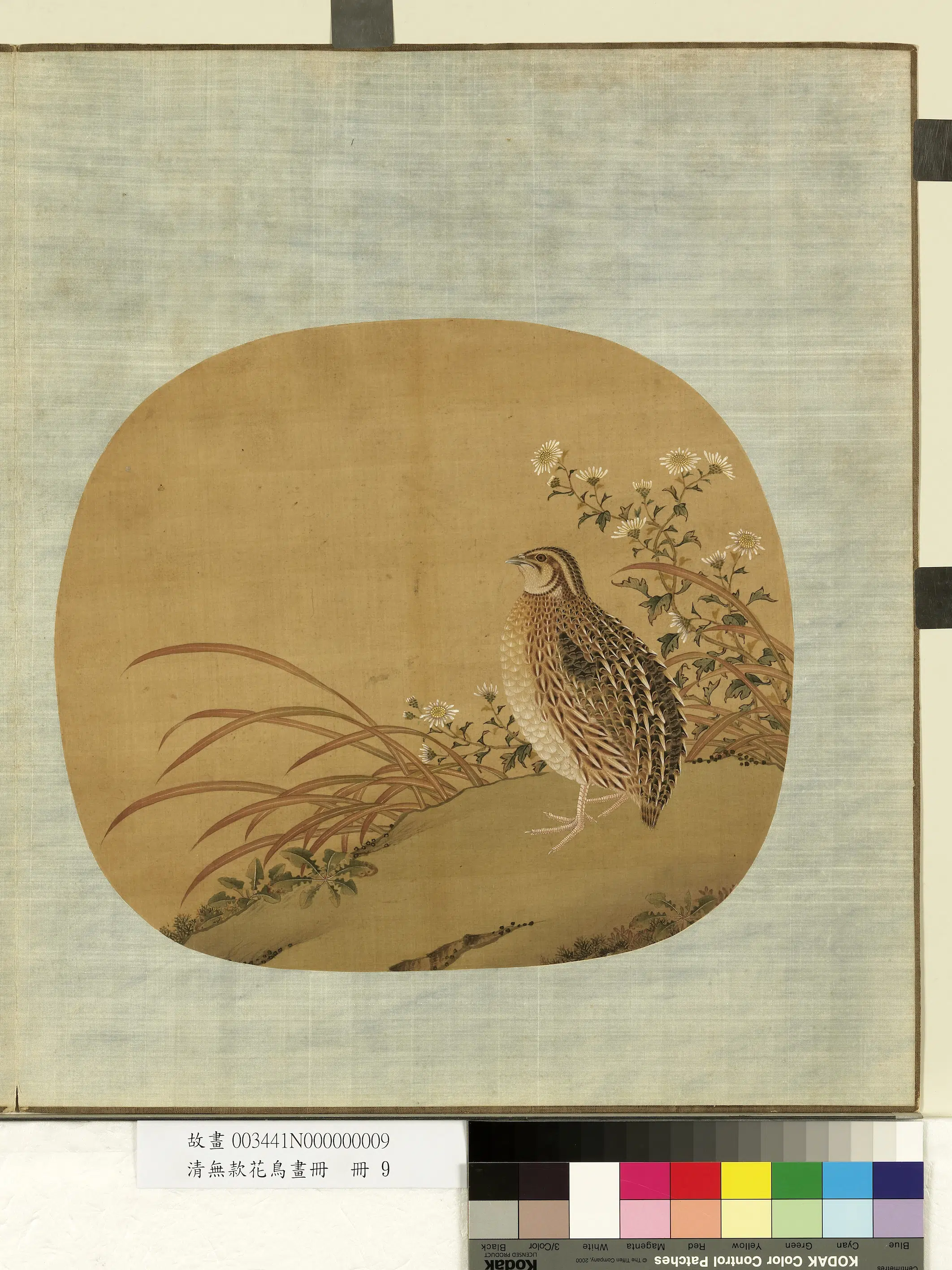 《无款花鸟画册-菊草》