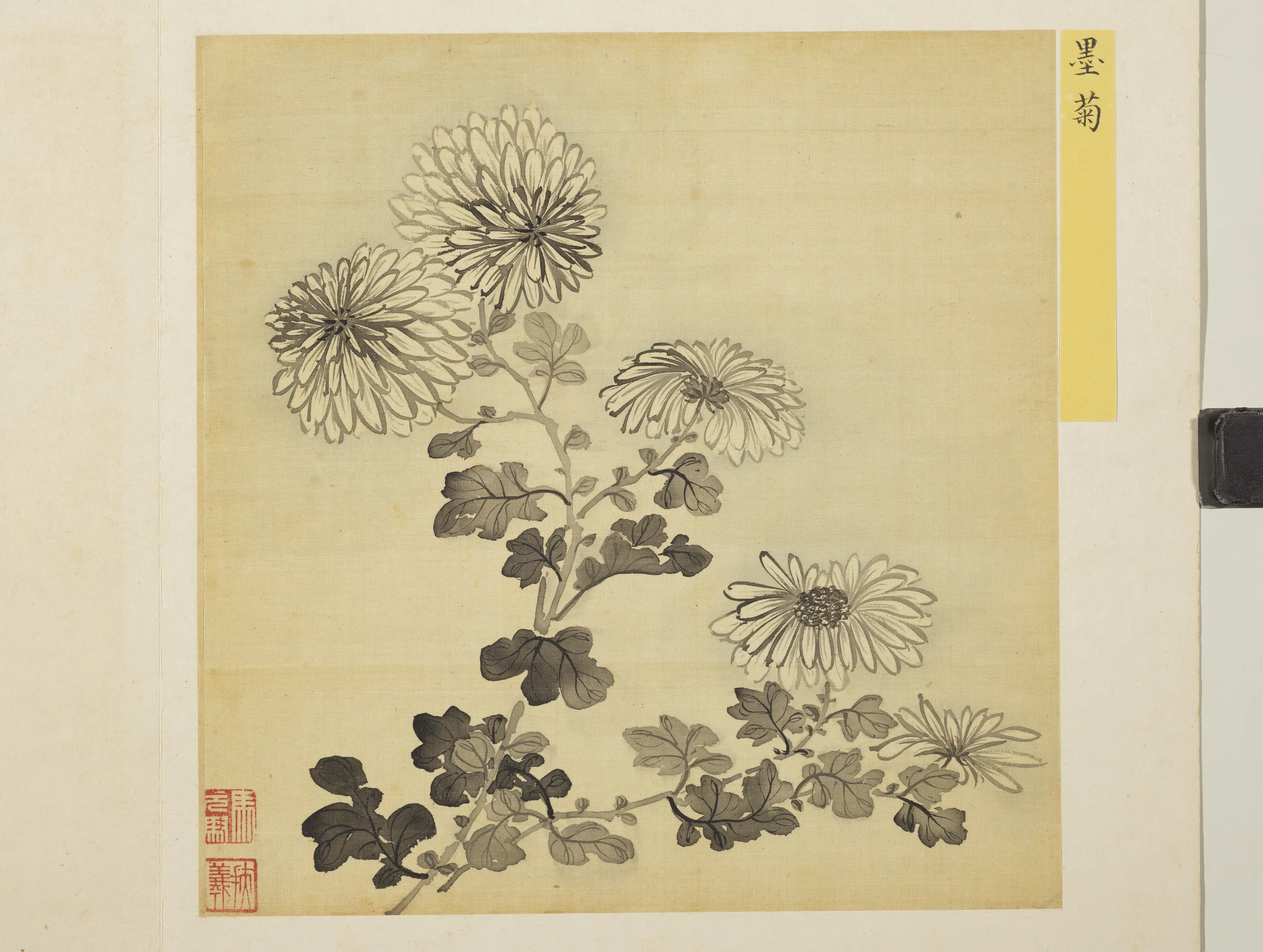 清朝【马元驭】《花卉册-墨菊》