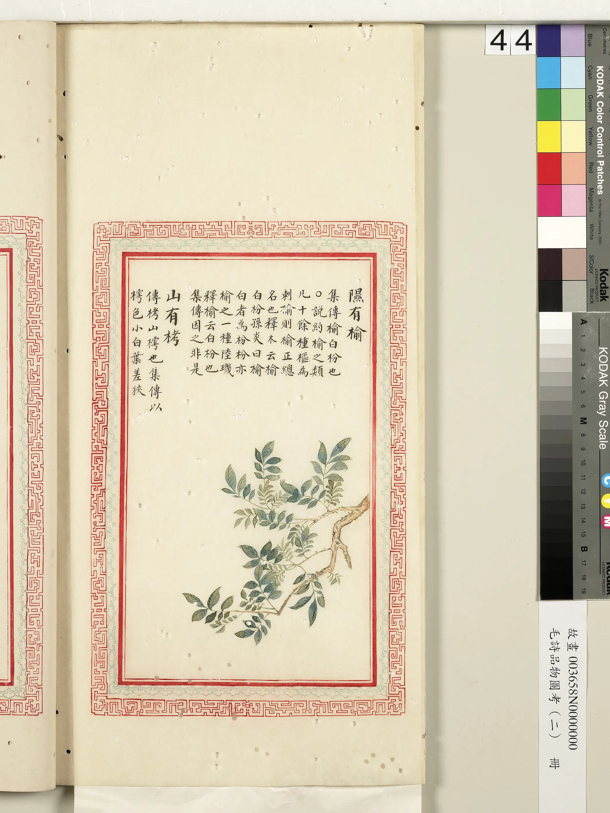 清朝【佚名】《毛诗品物图考（二）册-隰有榆山有栲-2》