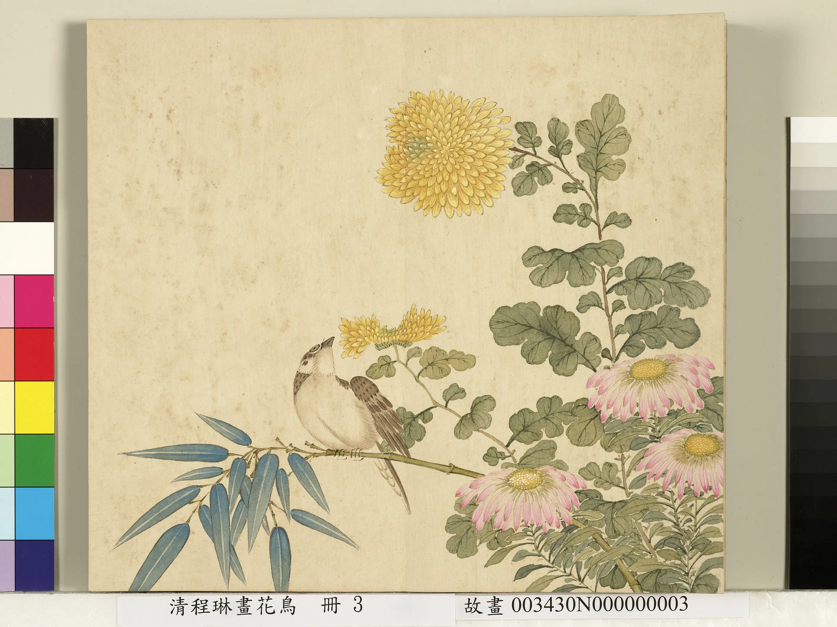 清代【程琳】《画花鸟册-竹菊麻雀》