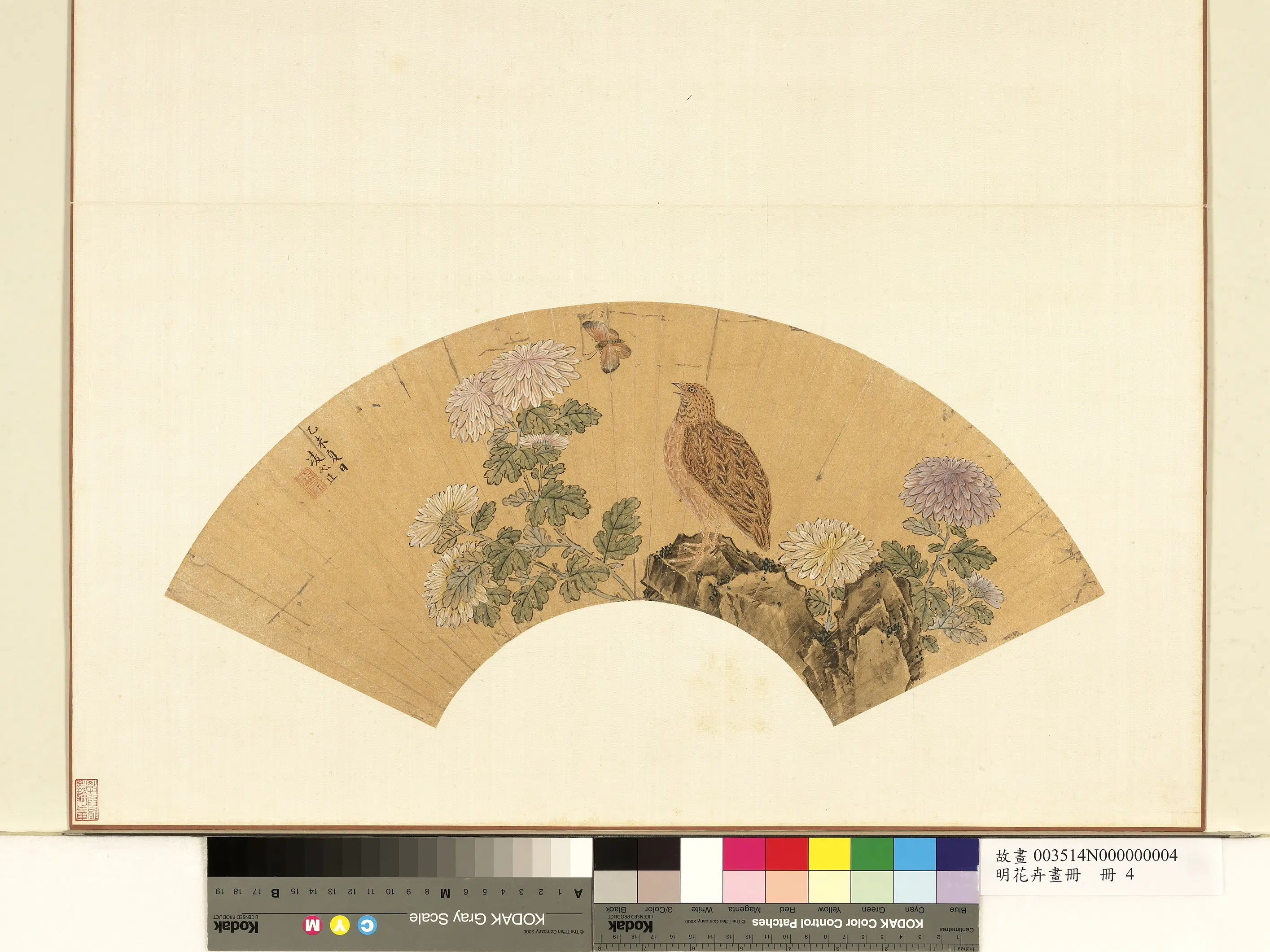 明朝【凌必正】《明花卉画册-菊花鹌鹑》