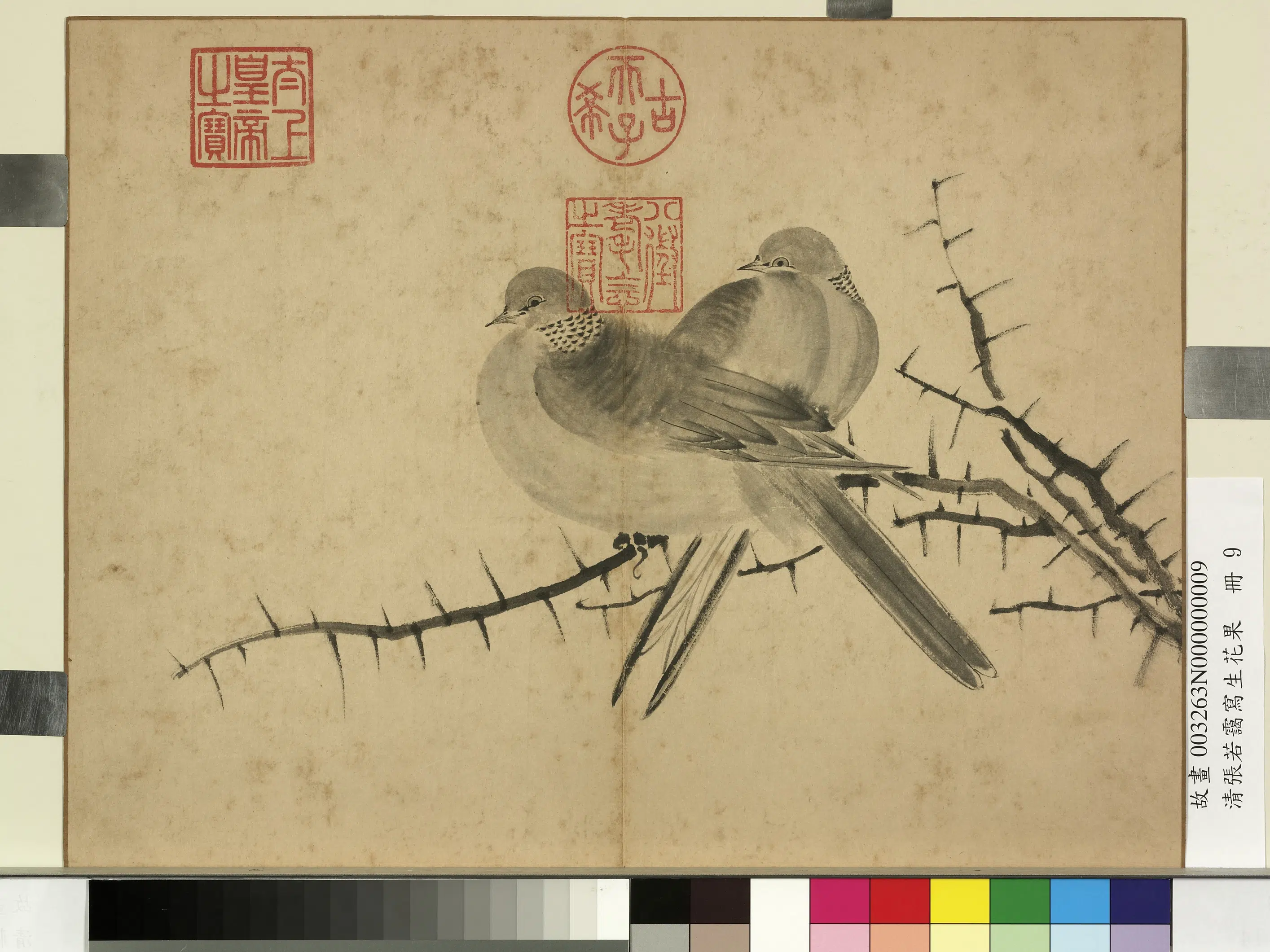 清代【张若霭】《写生花果册》 第5张