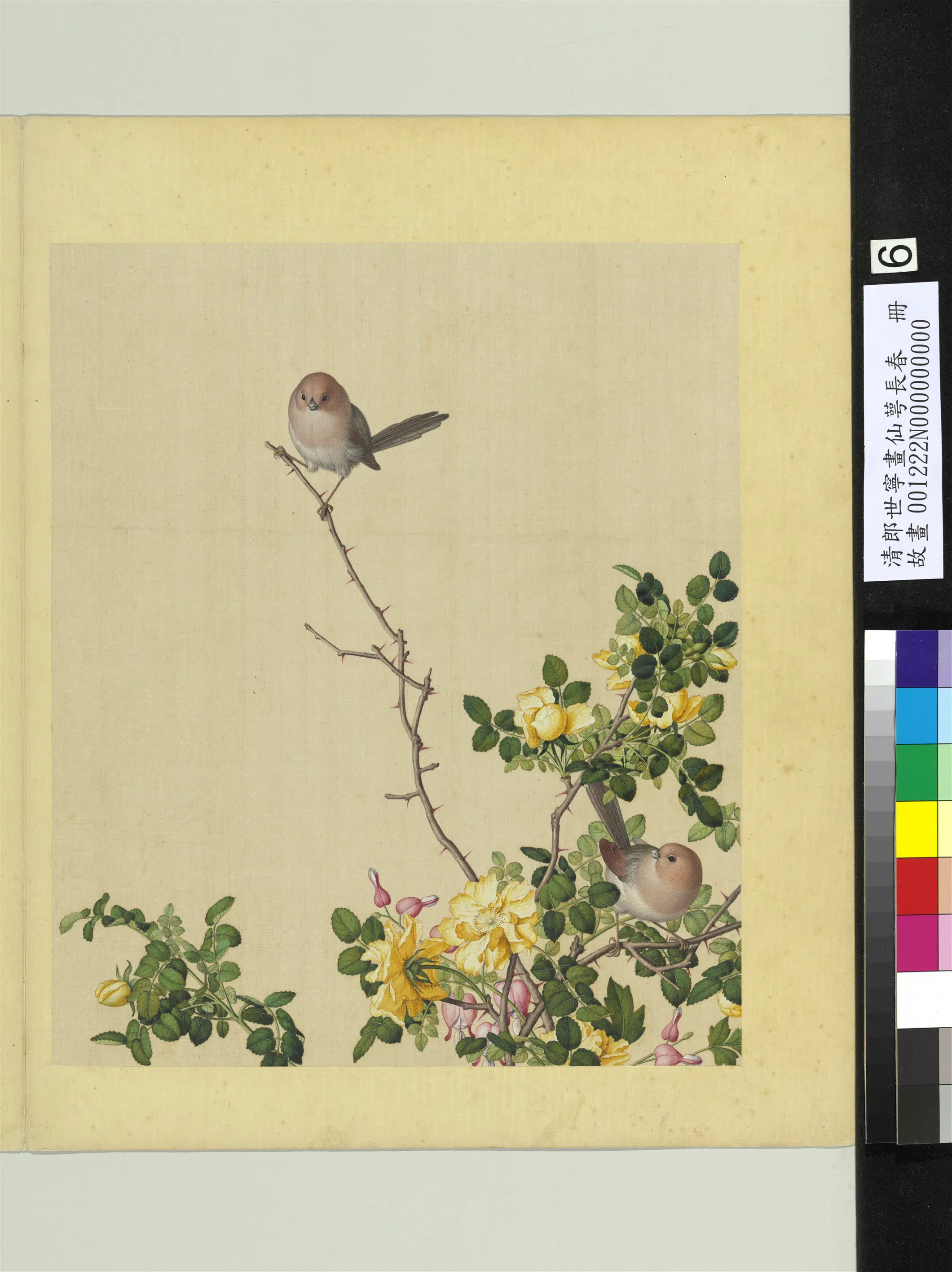 清代【郎世宁】《画仙萼长春册》 第16张 清代【郎世宁】《画仙萼长春册》 第16张
