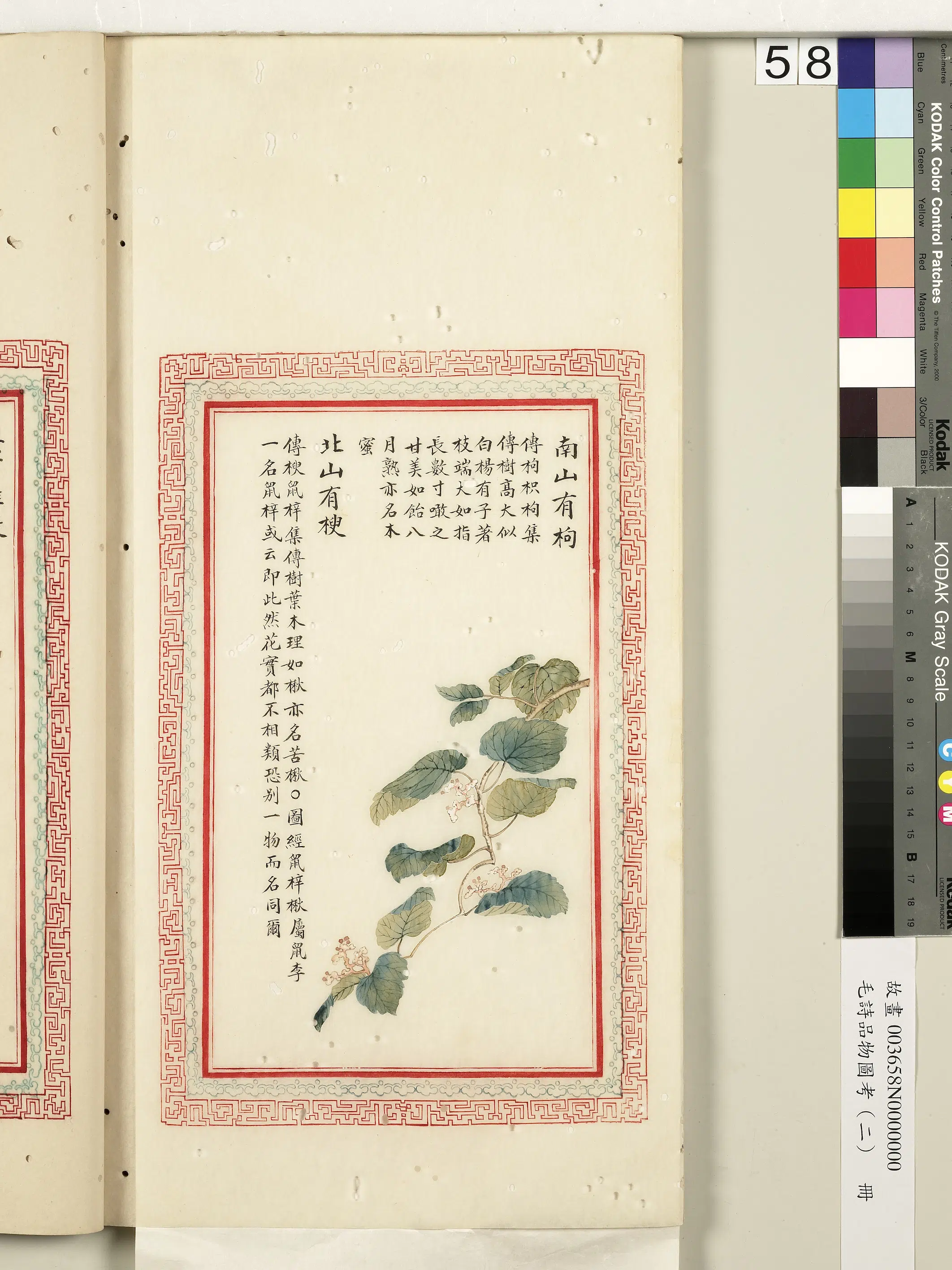 清朝【佚名】《毛诗品物图考（二）册-南山有枸北山有楰-2》