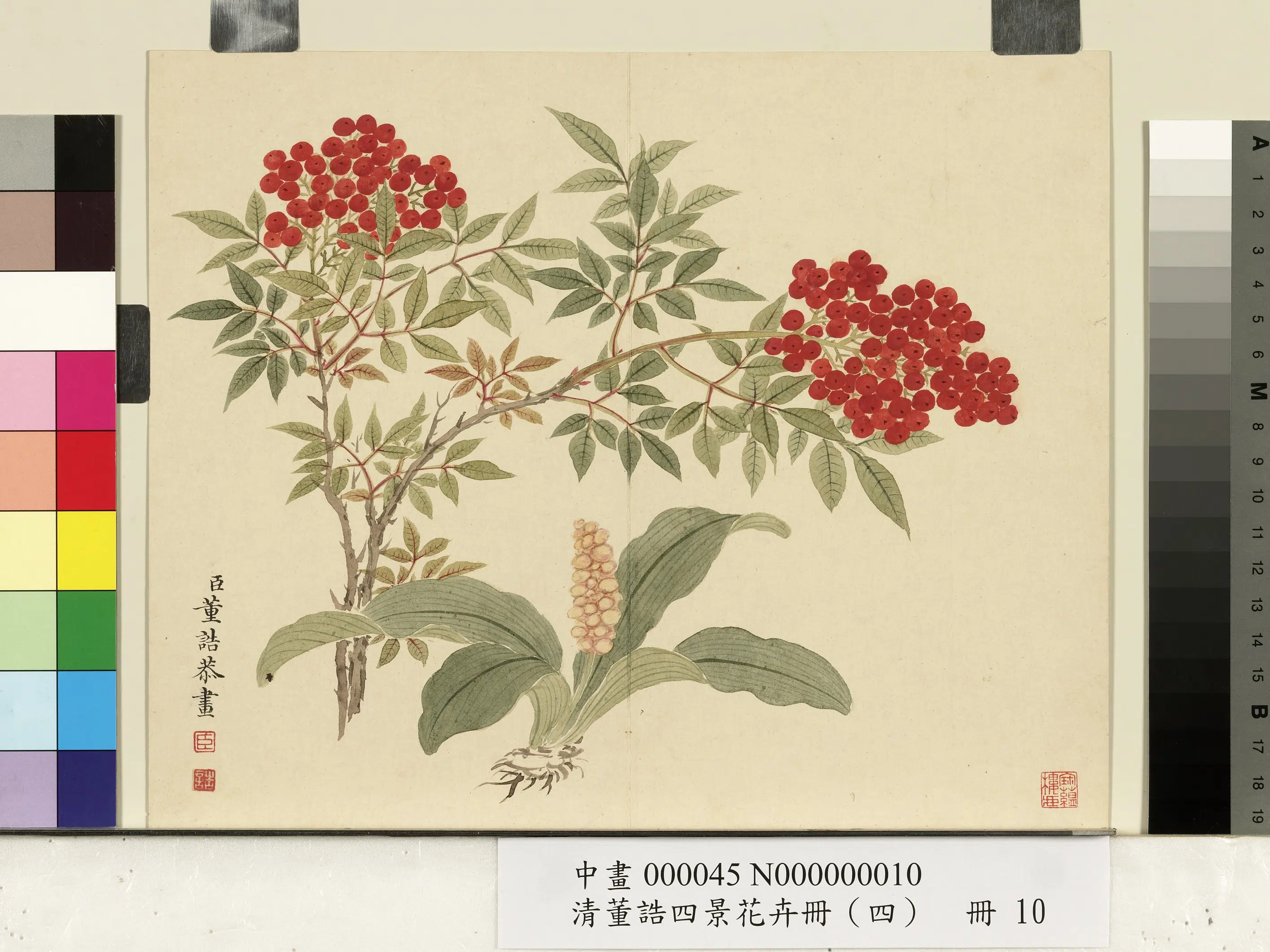 清代【董诰】《四景花卉(四)册-冬景花卉之十》 第1张 清代【董诰】《四景花卉(四)册-冬景花卉之十》 第1张