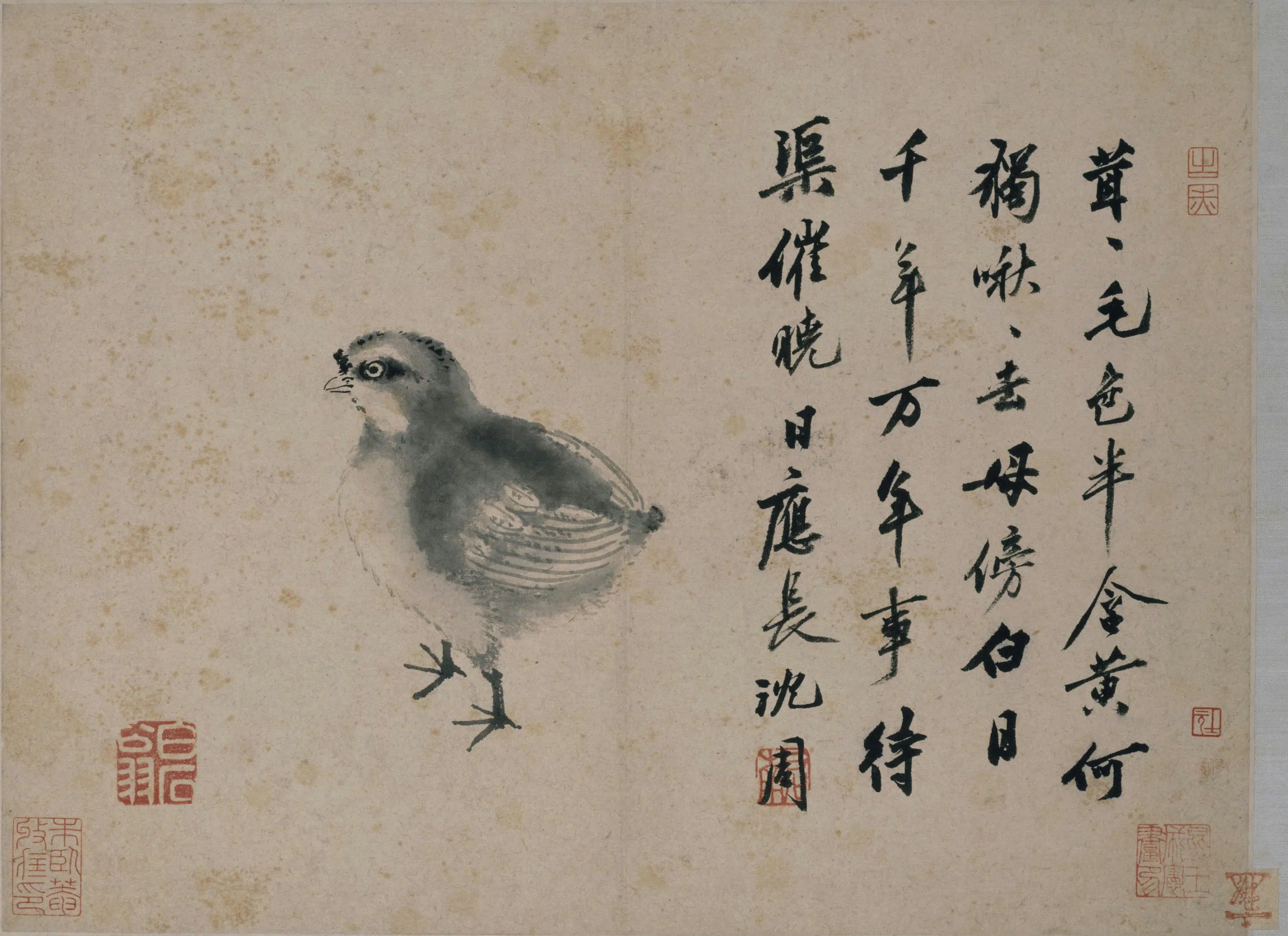 明朝【沈周】《雏鸡图页》 第2张