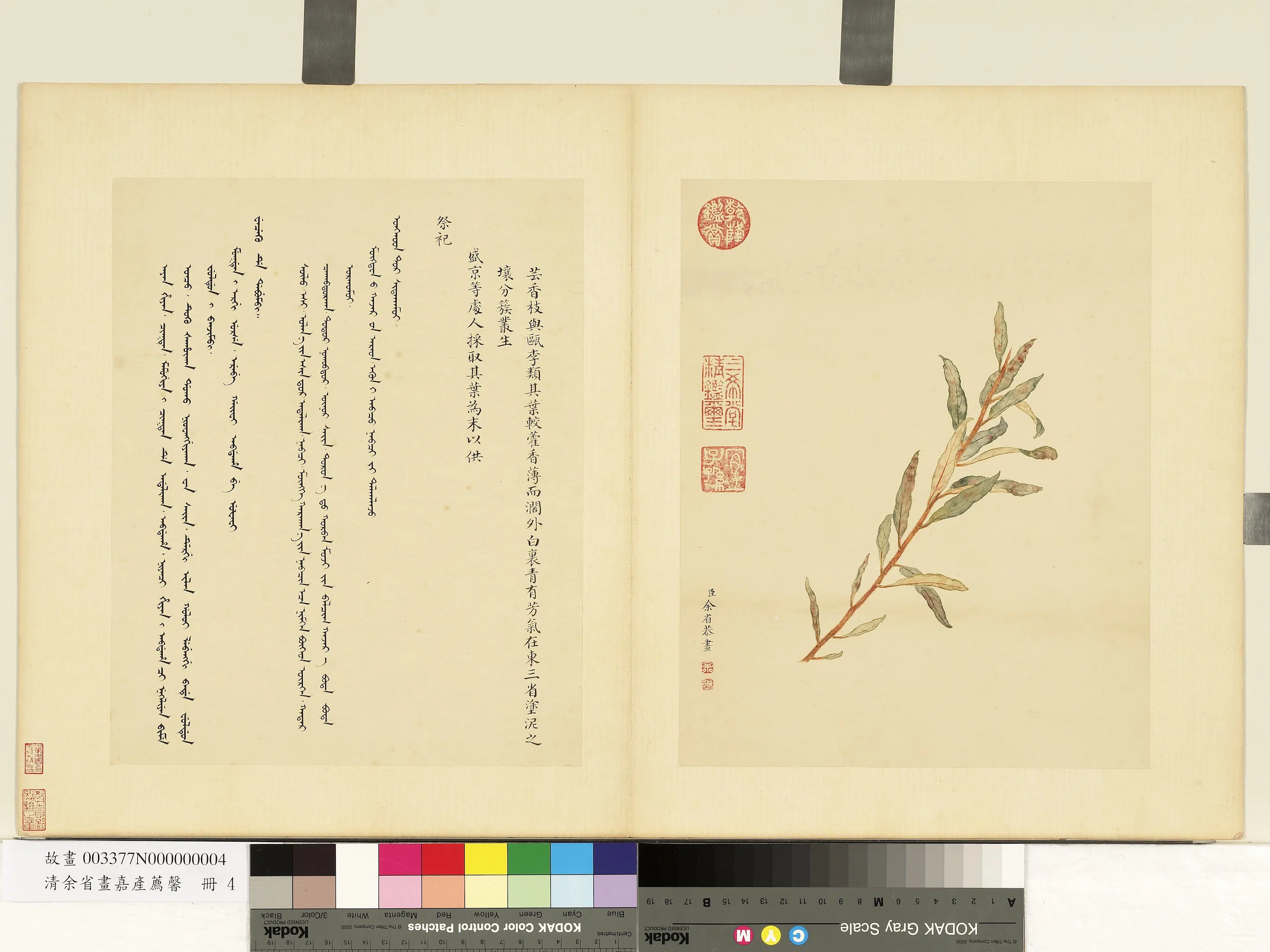 清代【余省】《画嘉产荐馨册-芸香》
