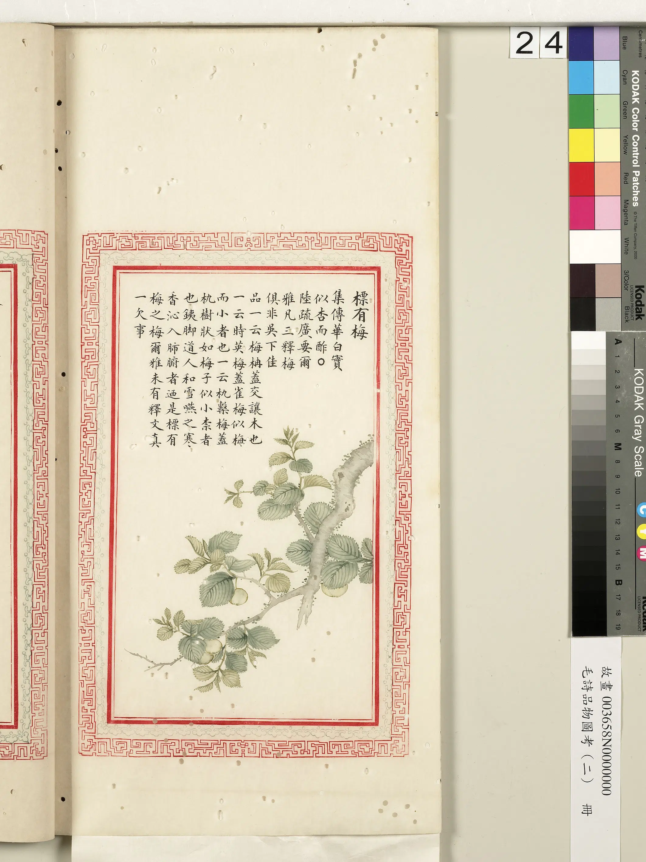 清朝【佚名】《毛诗品物图考（二）册-标有梅-2》