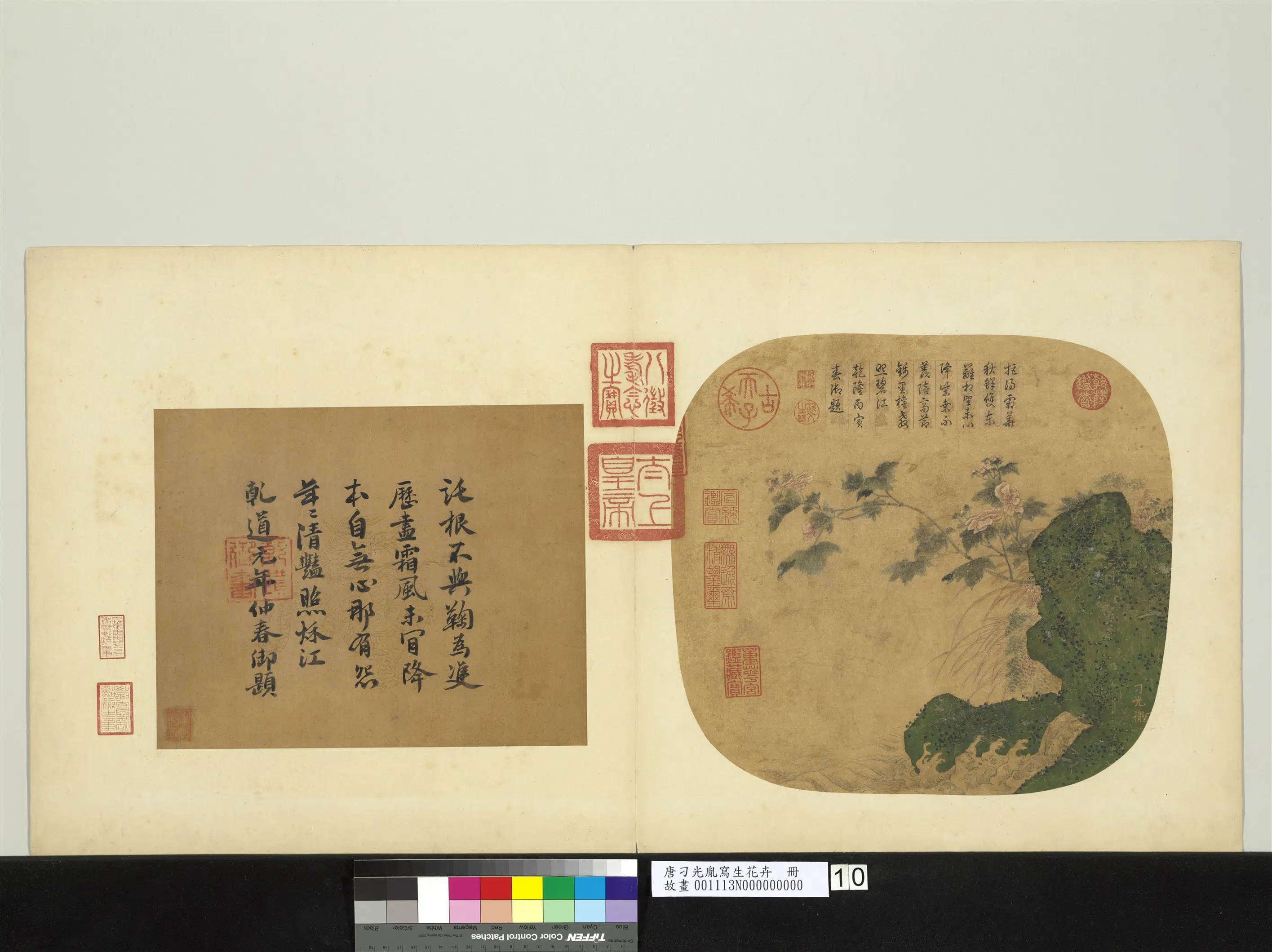 唐朝【刁光胤】《写生花卉册》 第9张