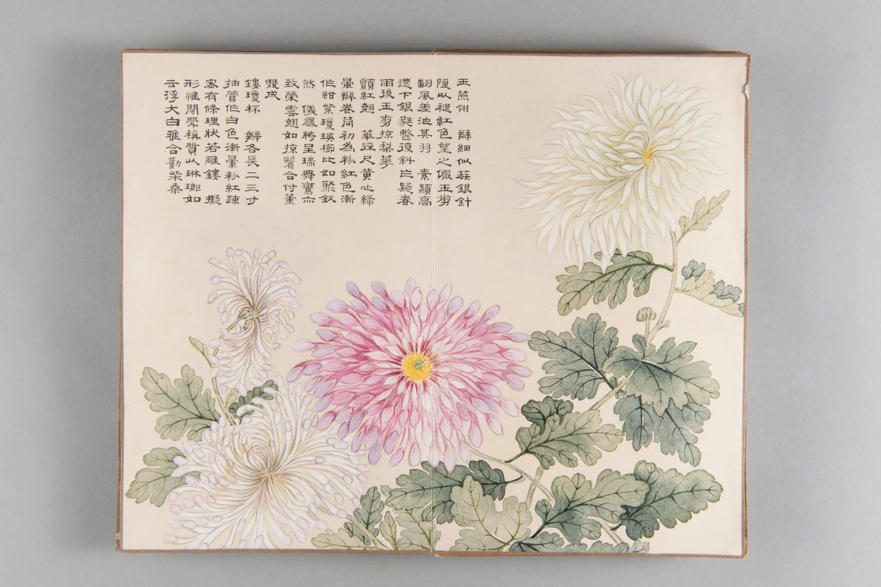 清代【爱新觉罗弘旿】《洋菊图册(15开)》 第6张 清代【爱新觉罗弘旿】《洋菊图册(15开)》 第6张