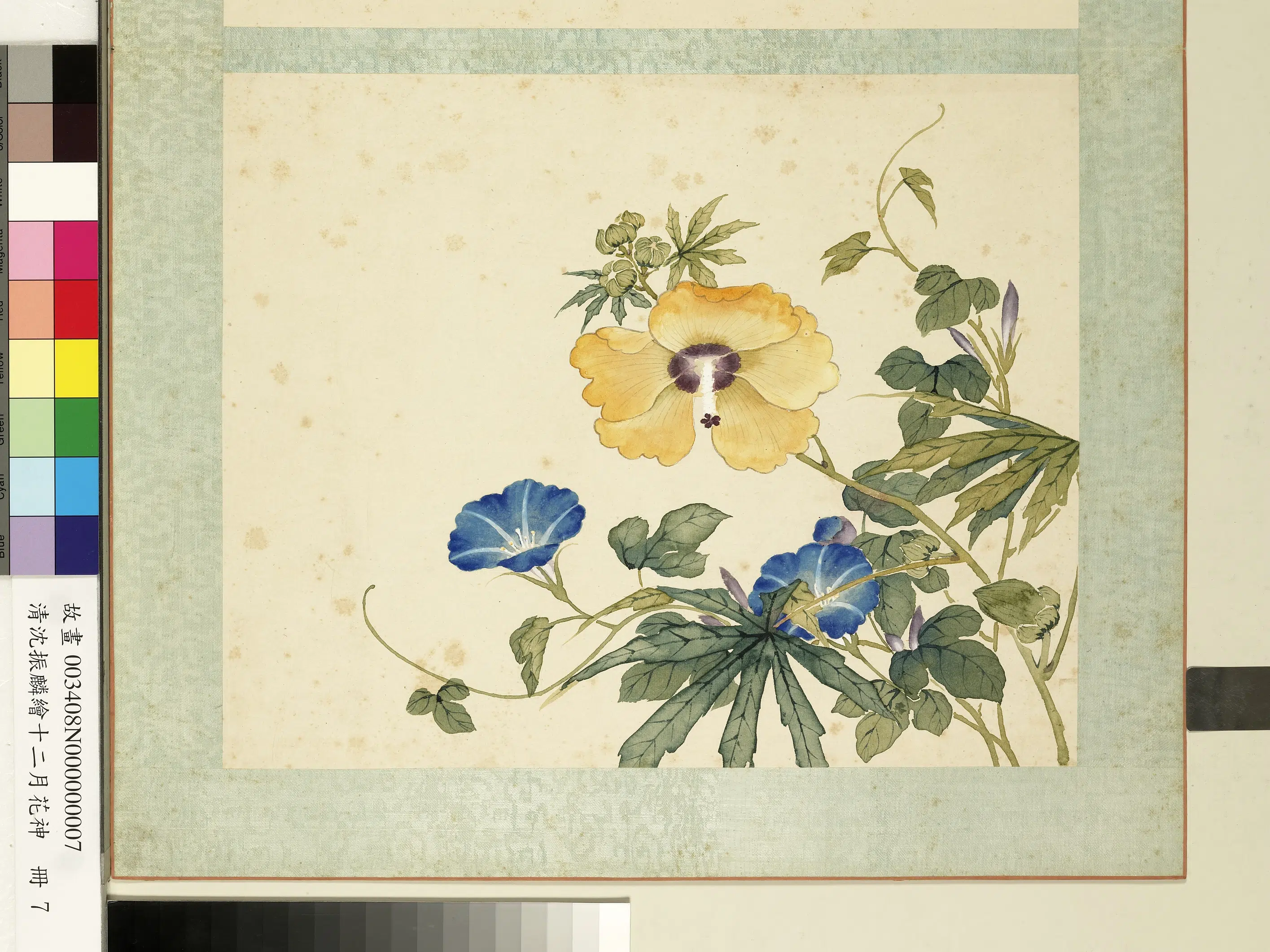 清朝【沈振麟】《绘十二月花神册_秋葵牵牛花》