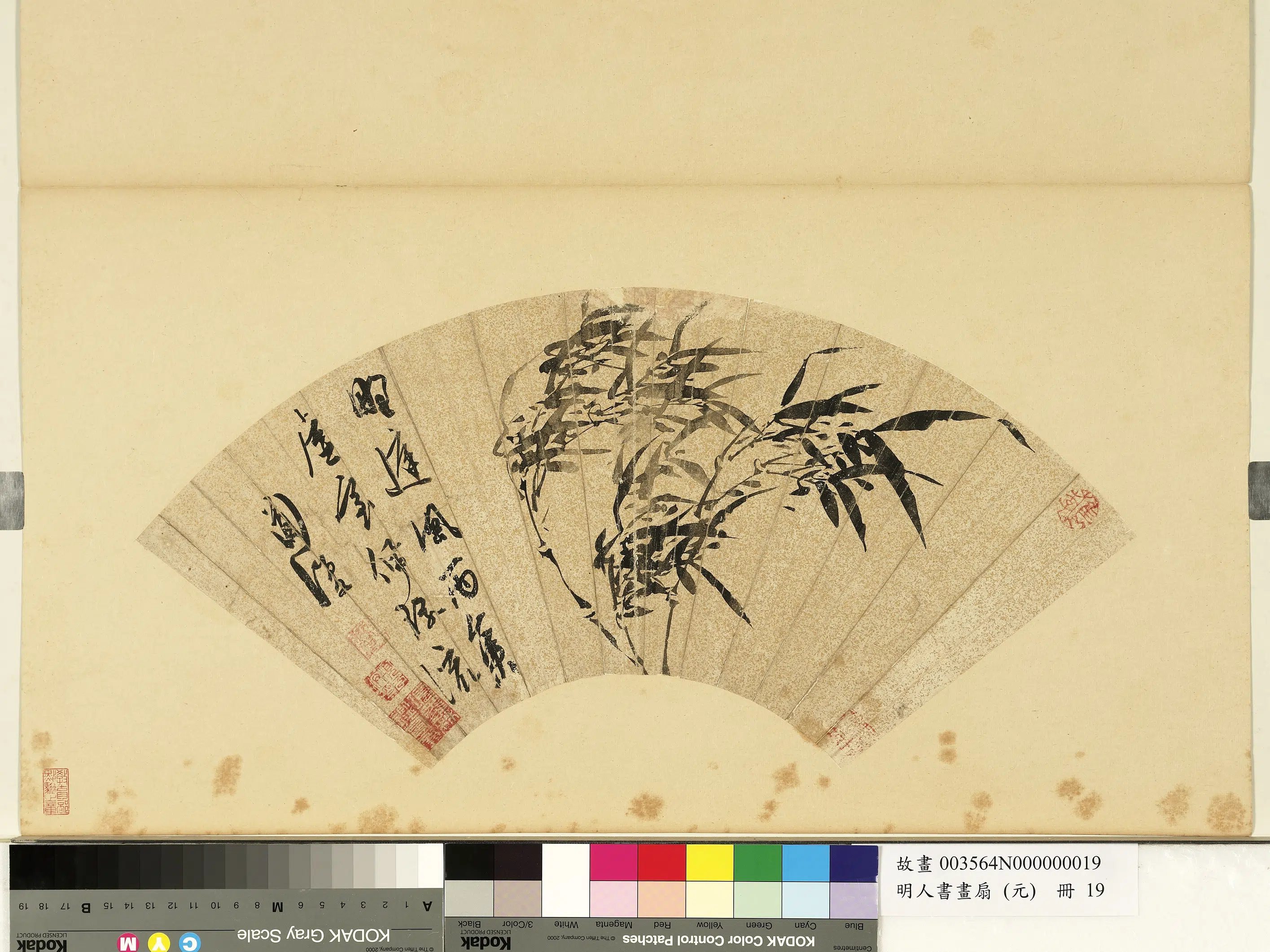 明朝【陈淳（道复）】《明人画扇（元）册-风竹》