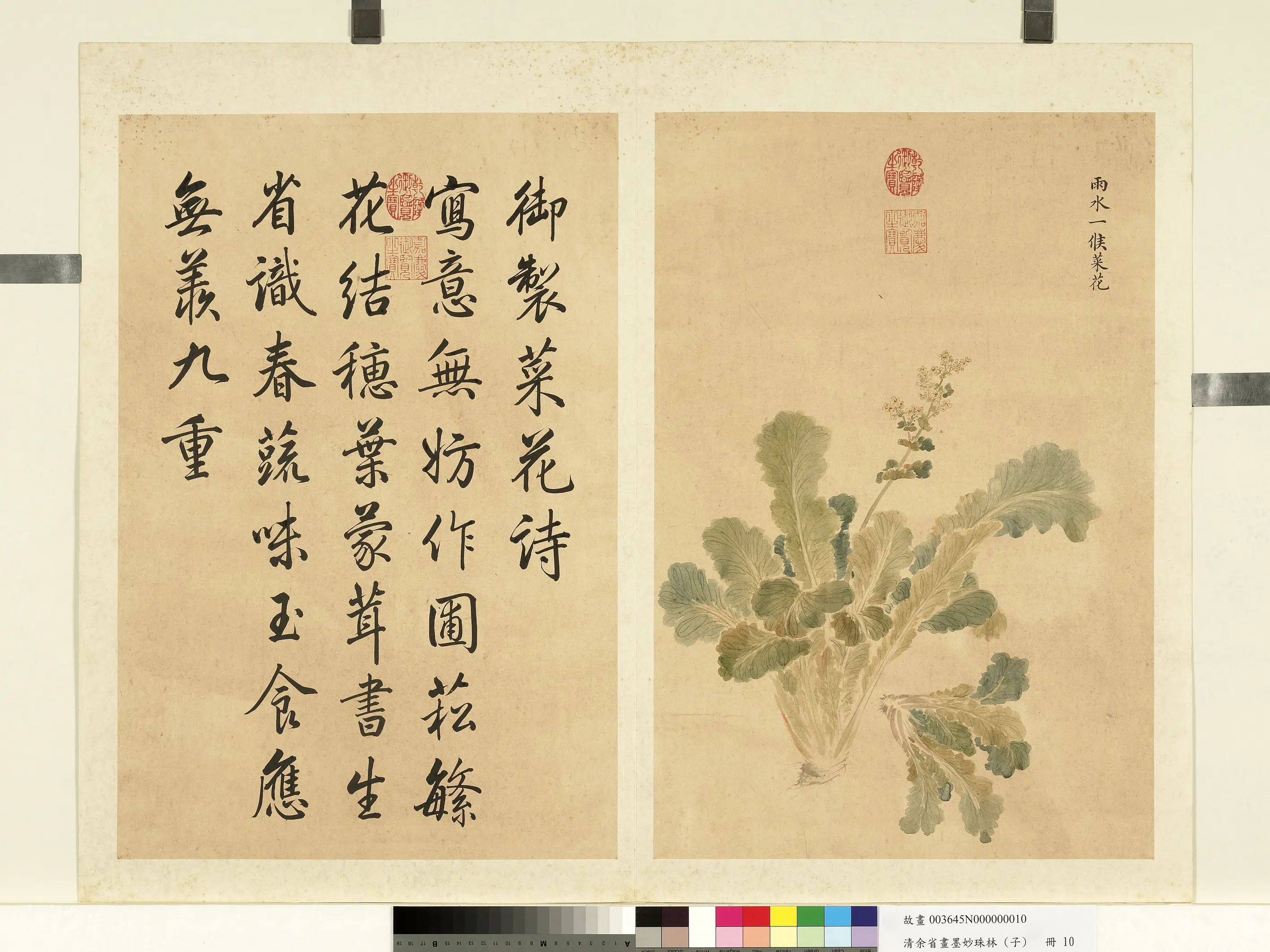 清代【余省】《画墨妙珠林（子）册-雨水一候菜花》