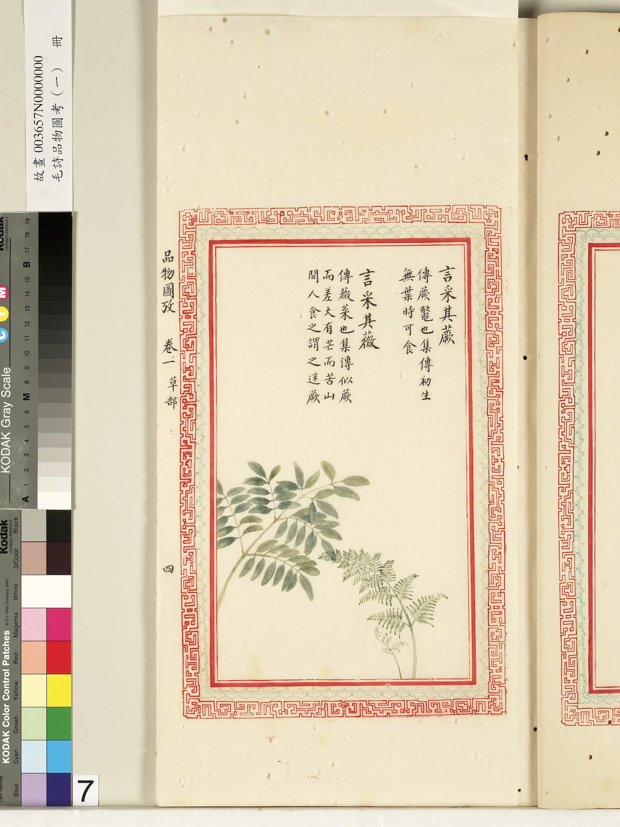 清朝【佚名】《毛诗品物图考（一）册-言采其蕨言采其薇-2》