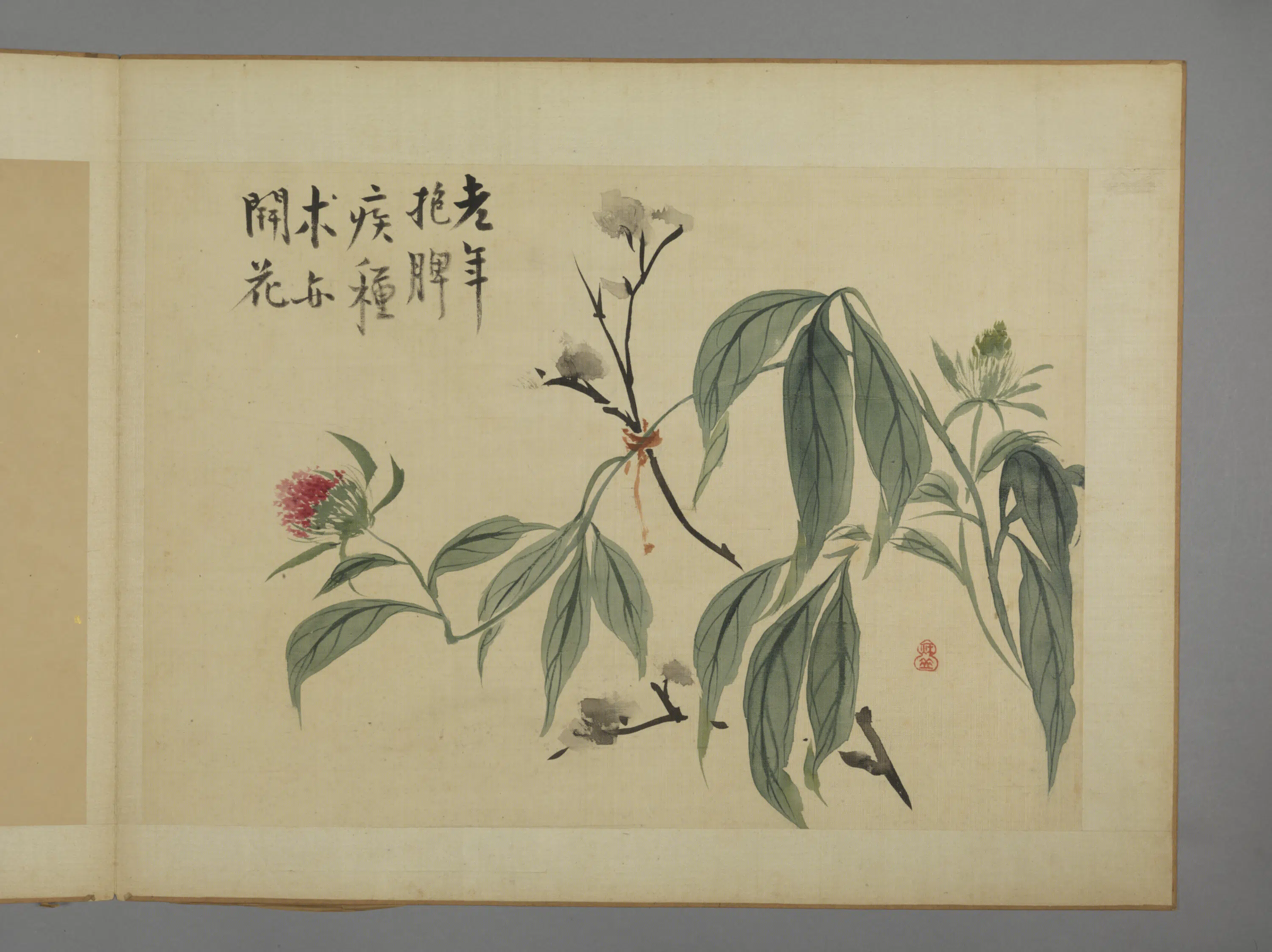 清代【华喦】《花卉图册（11开）》 第2张