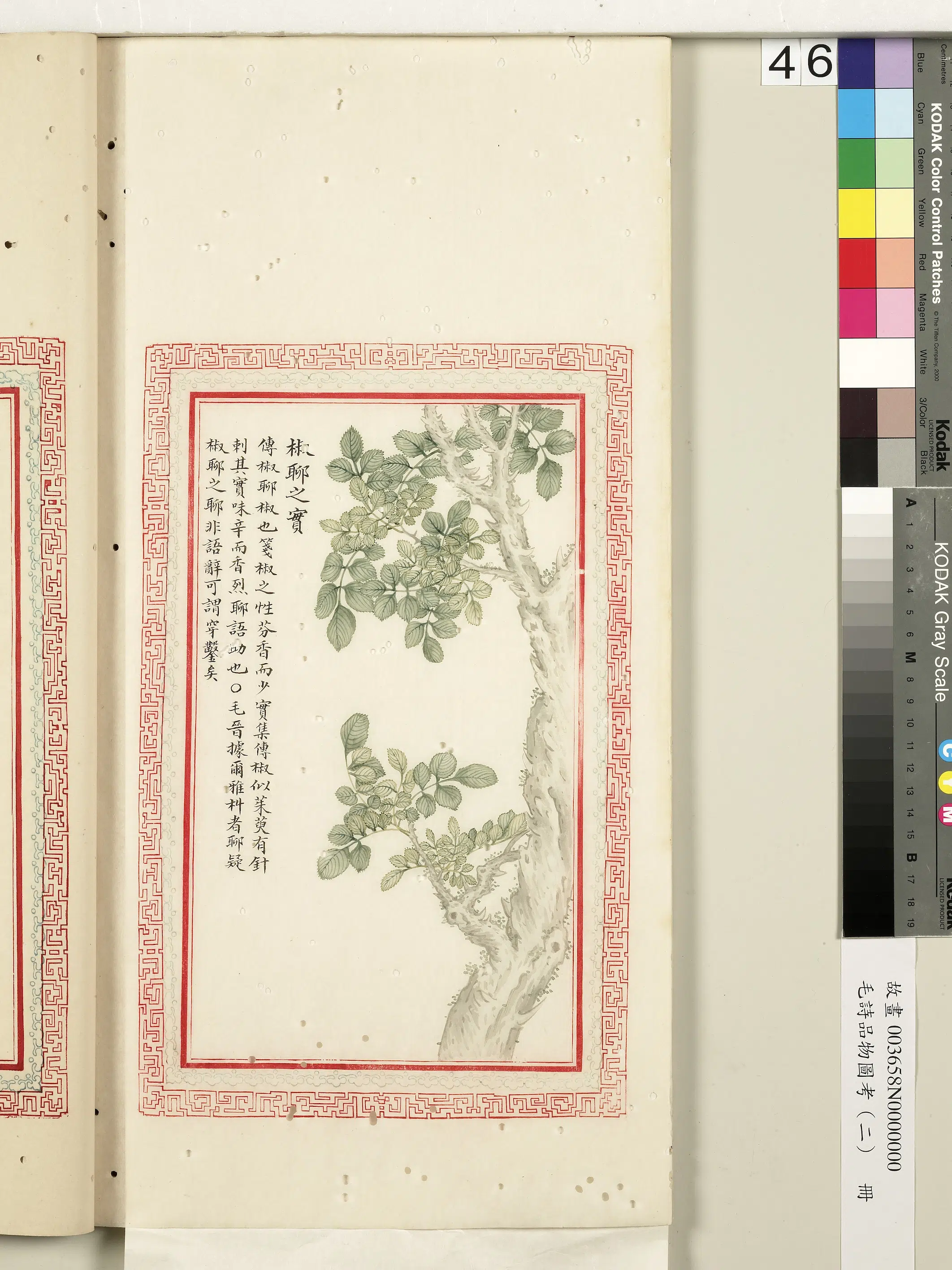 清朝【佚名】《毛诗品物图考（二）册-椒聊之实-2》