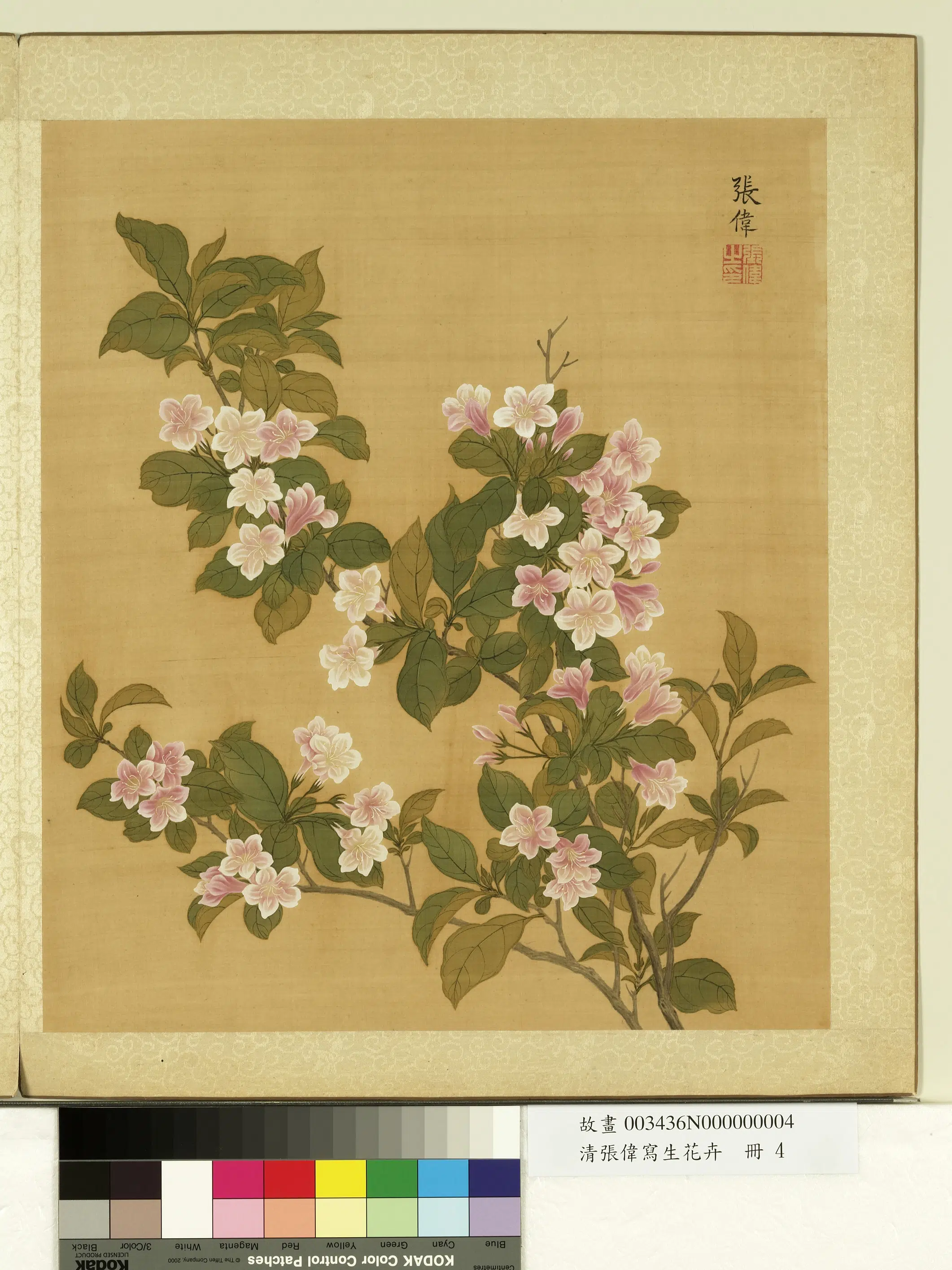 清代【张伟】《写生花卉册-郁李花》