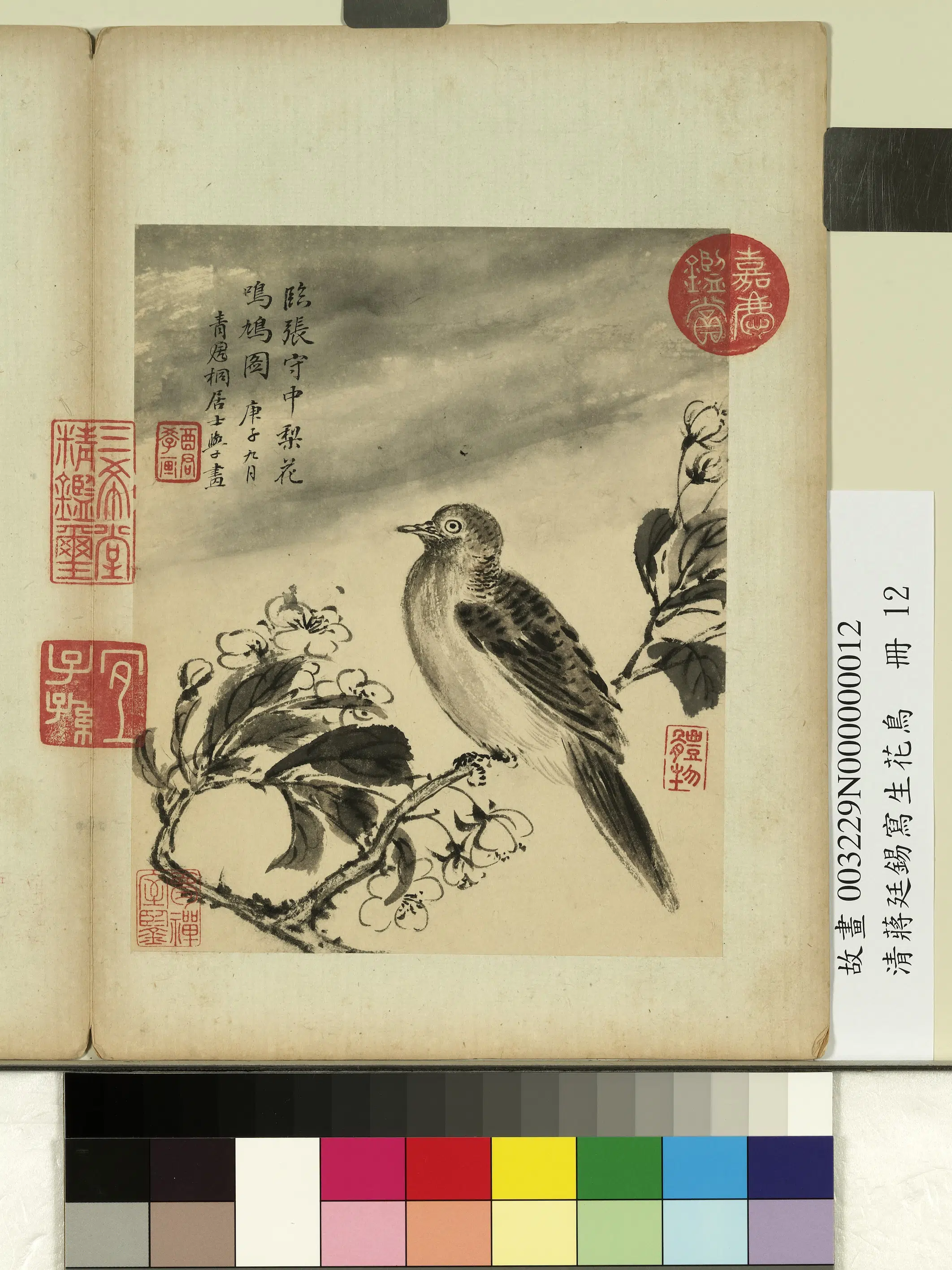 清代【蒋廷锡】《写生花鸟册-梨花鸣鸠》