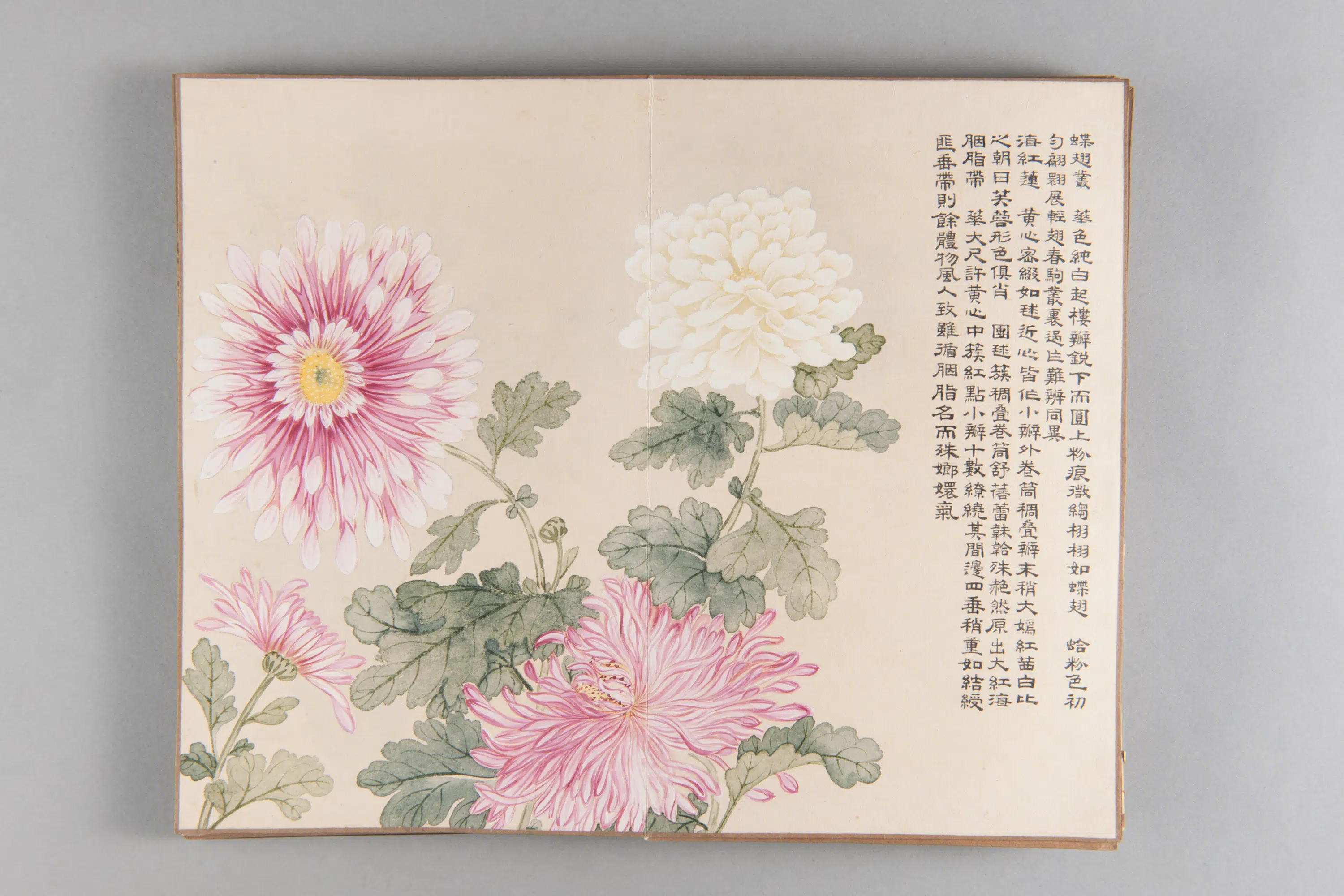 清代【爱新觉罗弘旿】《洋菊图册(15开)》 第3张 清代【爱新觉罗弘旿】《洋菊图册(15开)》 第3张