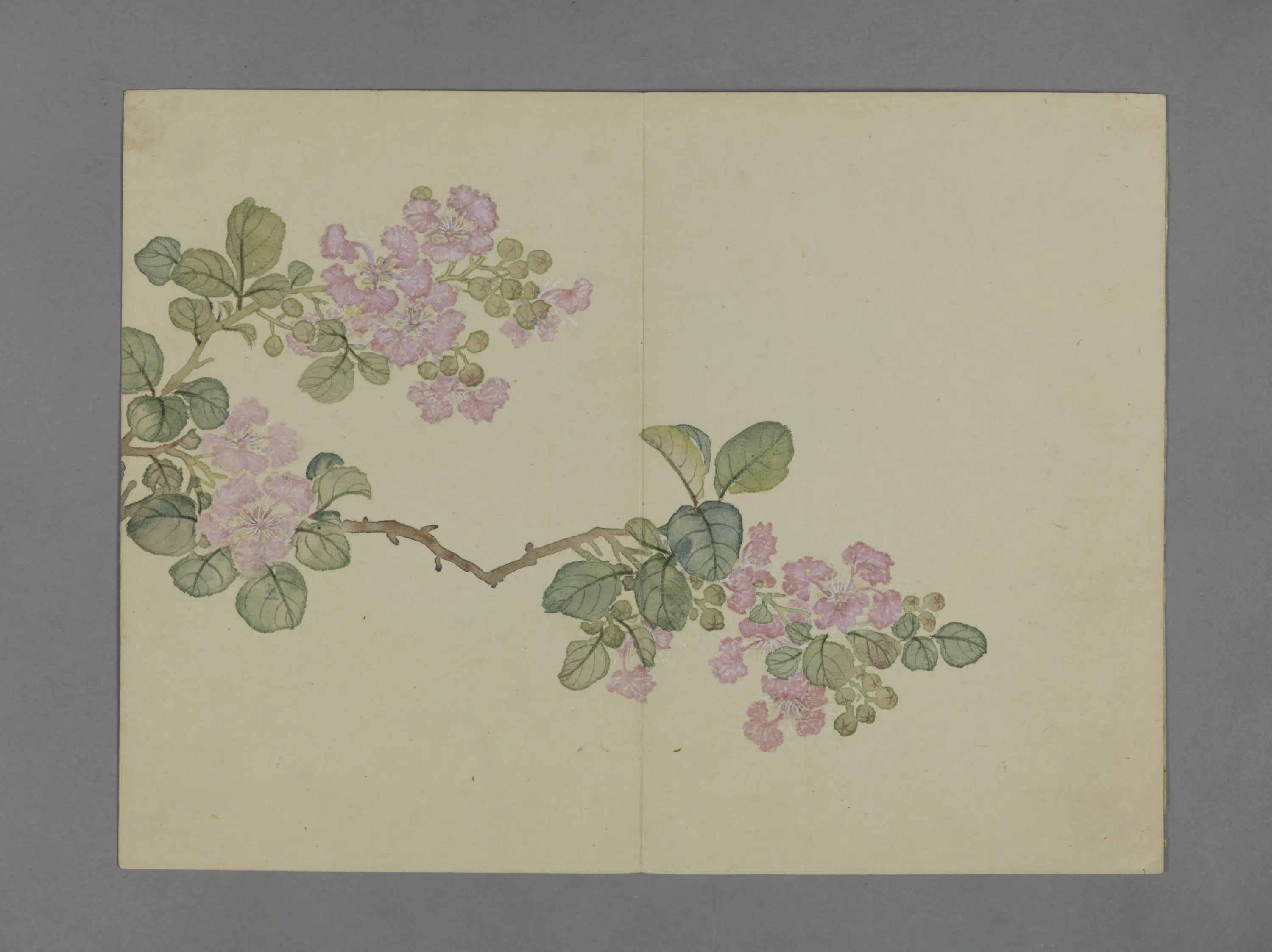 清代【蒋溥】《花卉图册（6开）》 第4张