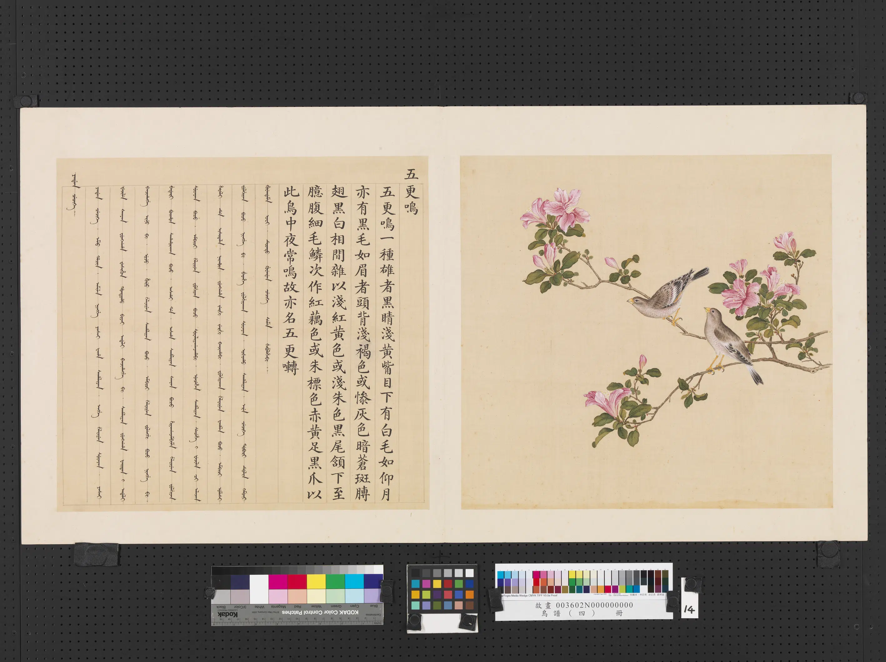 《鸟谱（四）册》