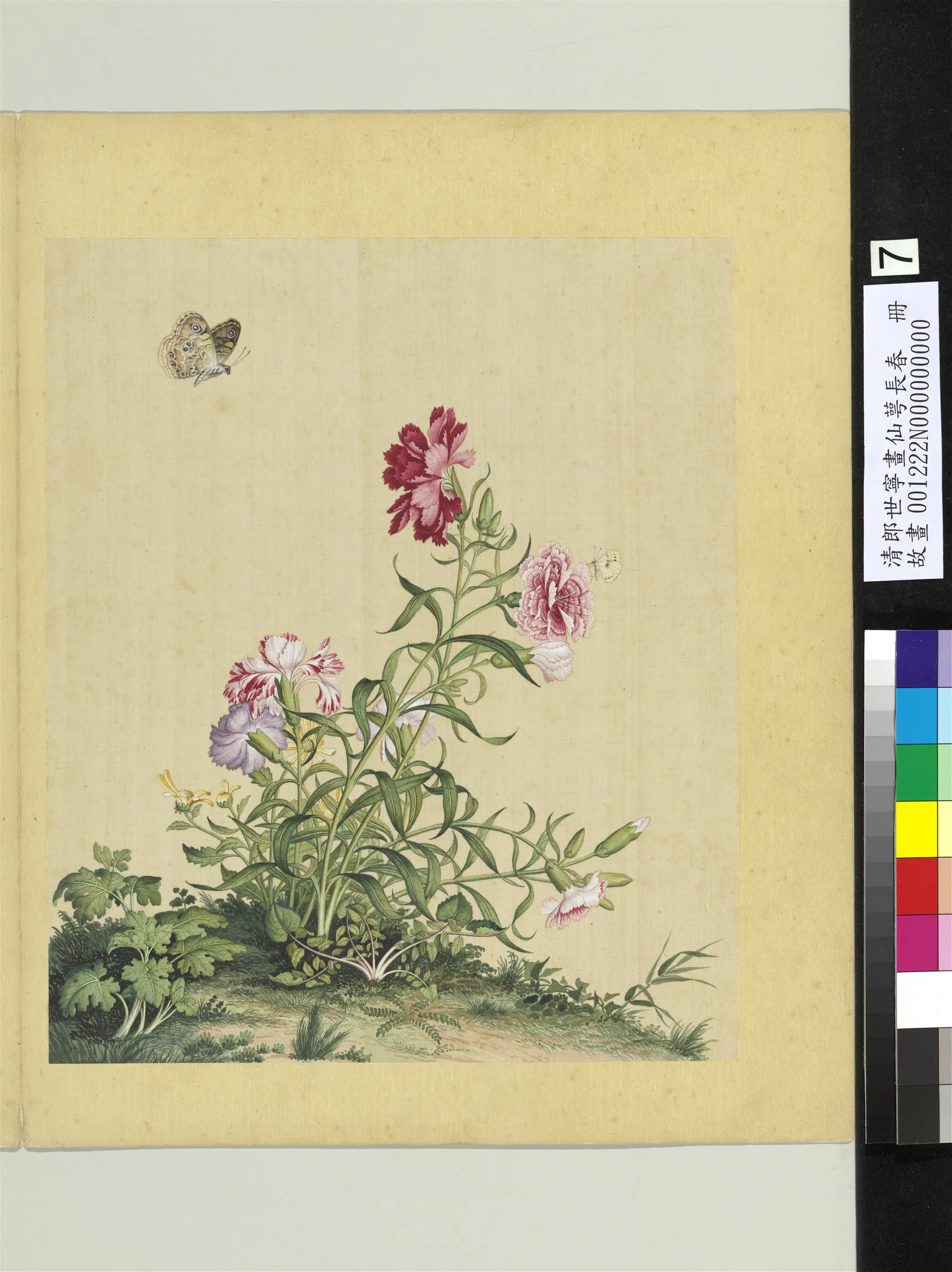 清代【郎世宁】《画仙萼长春册》 第6张 清代【郎世宁】《画仙萼长春册》 第6张